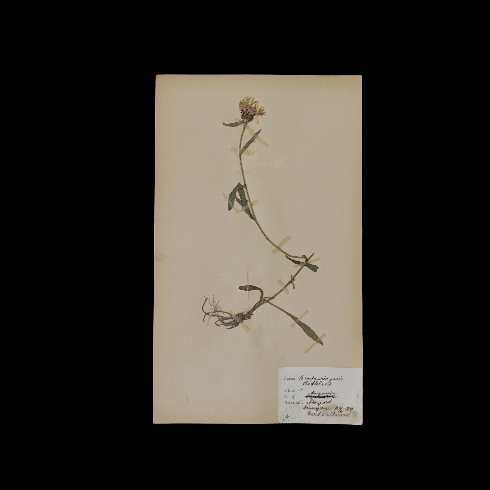 Antique Framed Herbariums. Attributed With Date, Botanist And Location In Sweden photo Art