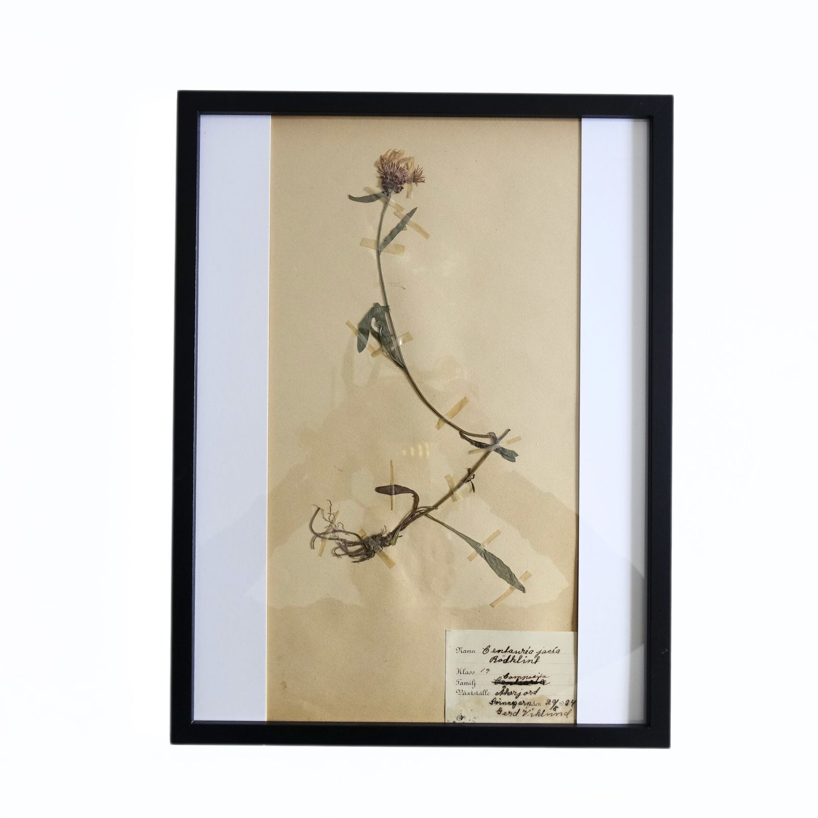 Antique Framed Herbariums. Attributed With Date, Botanist And Location In Sweden photo 105.0