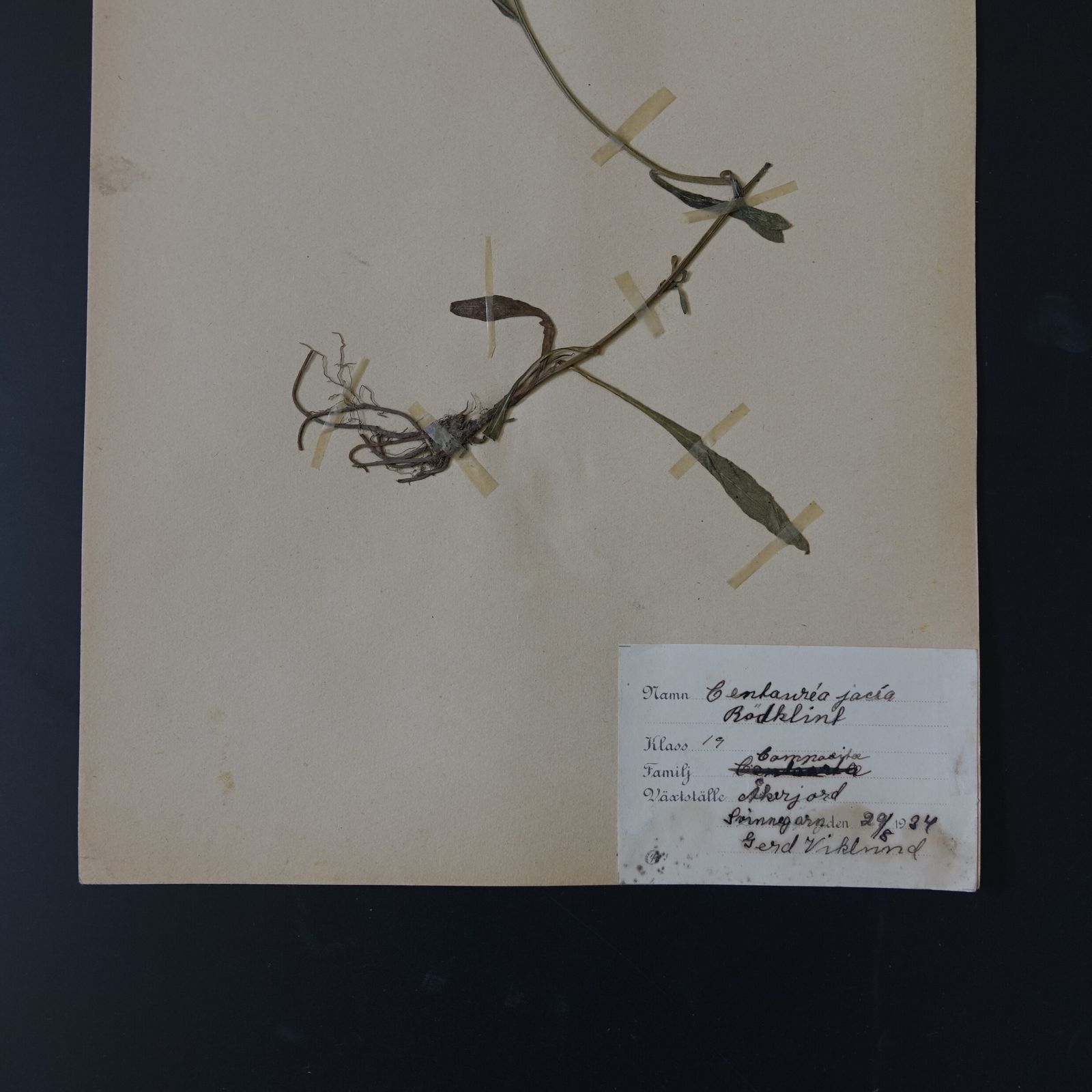 Antique Framed Herbariums. Attributed With Date, Botanist And Location In Sweden photo vintage