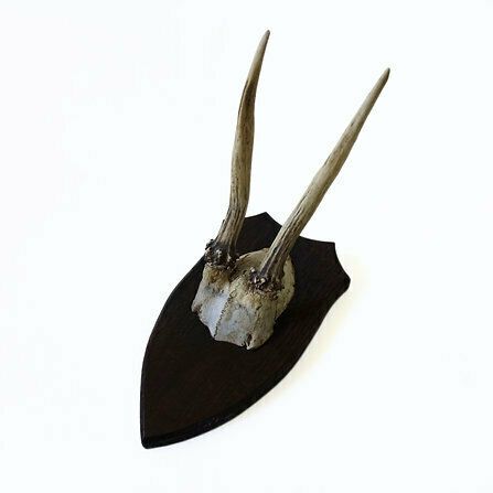 Vintage Genuine Roe Deer Horn On Wood Plate From Sweden. Small photo for sale