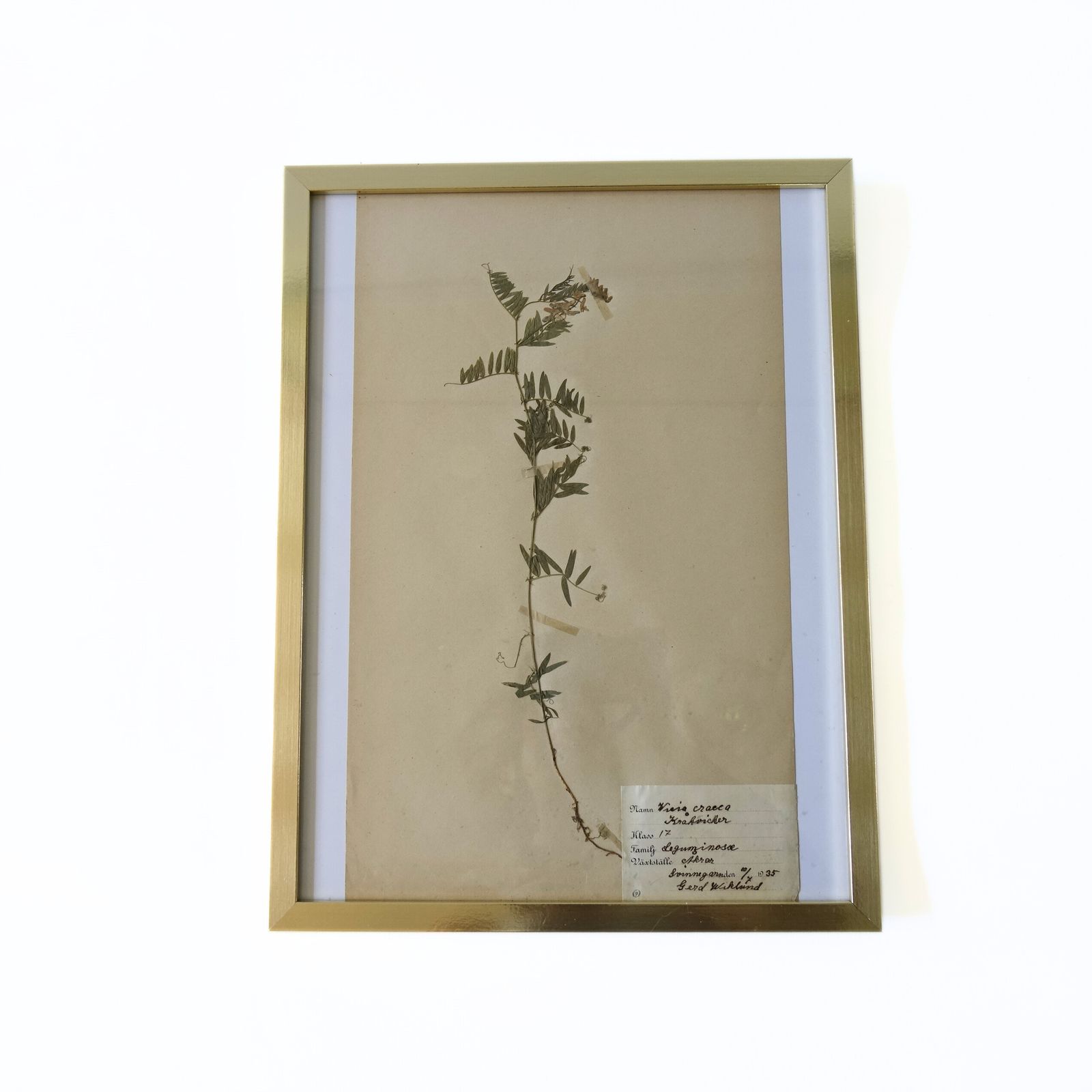 Antique Herbarium. Framed. Different Floral Species Picked In Sweden 1890 1950s