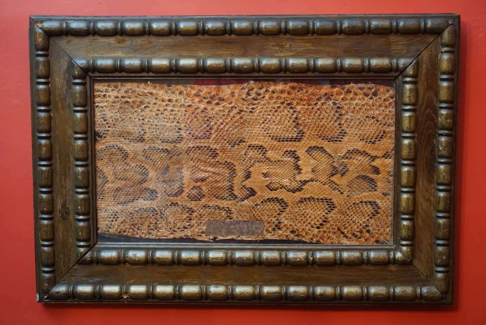 A Framed Section Of Snakeskin, 1856