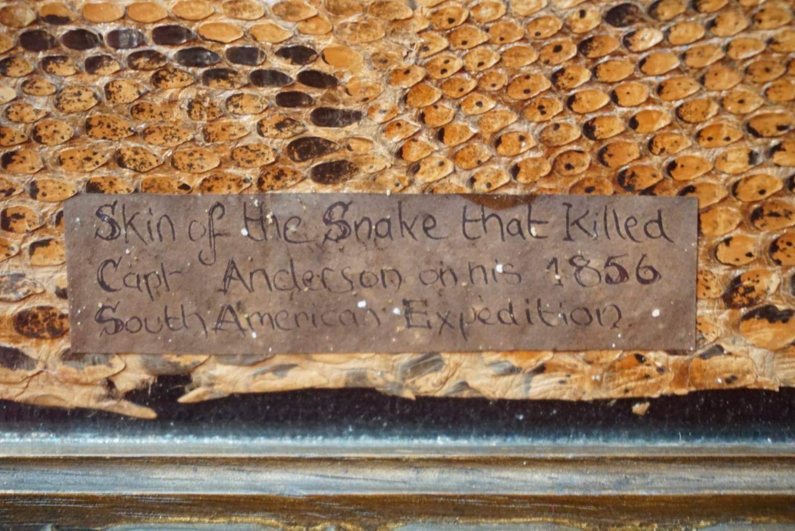 A Framed Section Of Snakeskin, 1856 photo Art