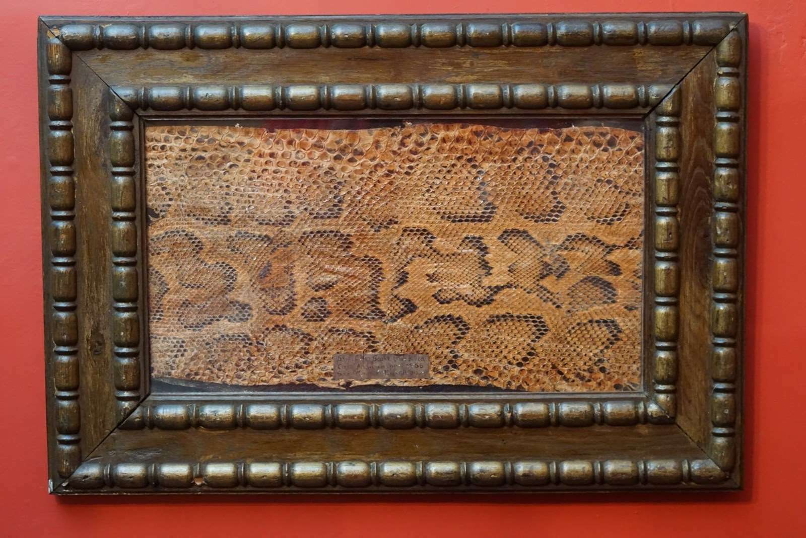 A Framed Section Of Snakeskin, 1856 photo vintage