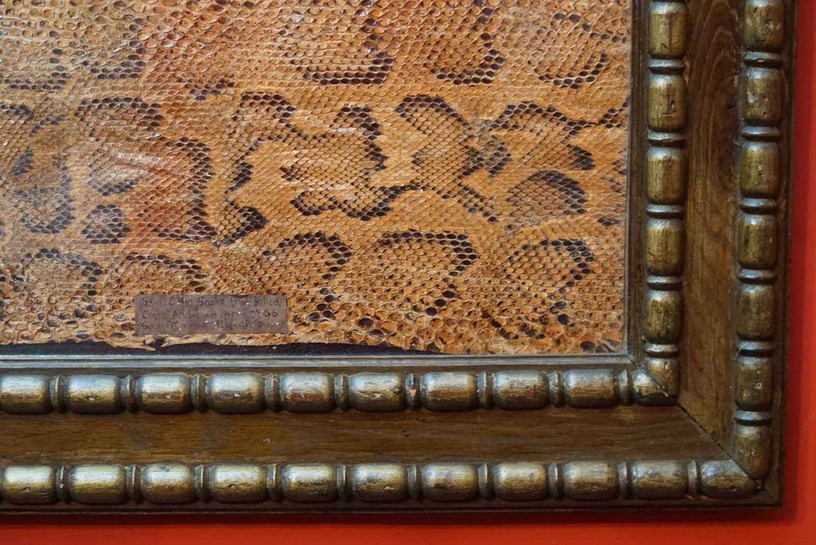 photo furniture A Framed Section Of Snakeskin, 1856