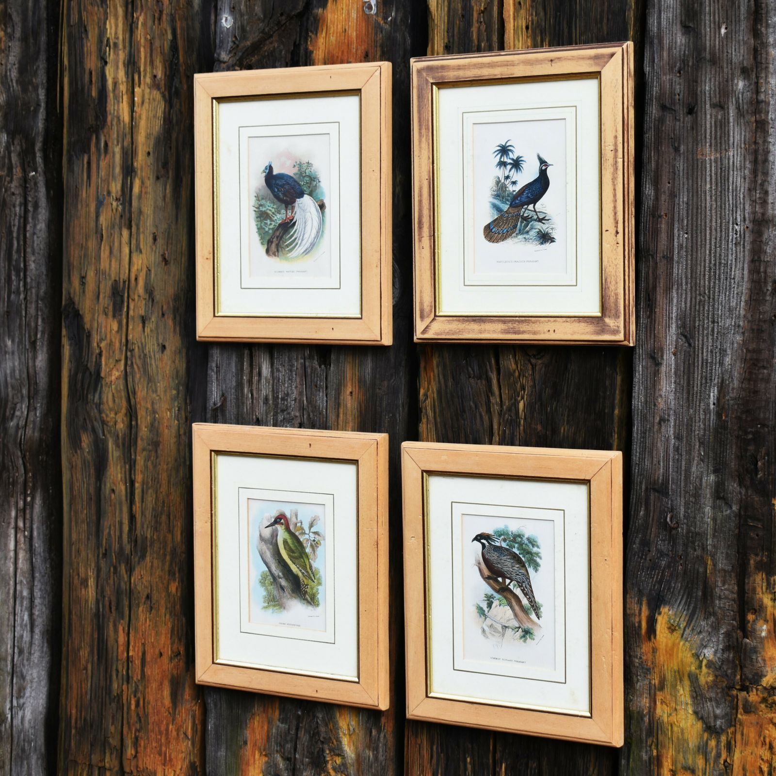 Antique Wyman & Sons Pheasant Birds Hand Tinted Book Plate Prints Set Of Four photo furniture