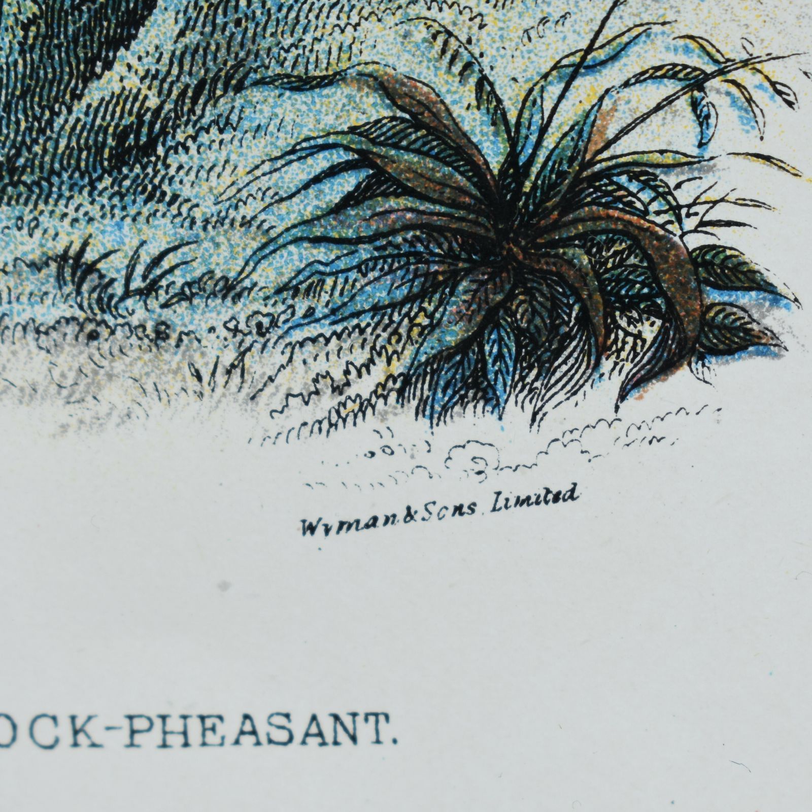 Antique Wyman & Sons Pheasant Birds Hand Tinted Book Plate Prints Set Of Four photo 145.0