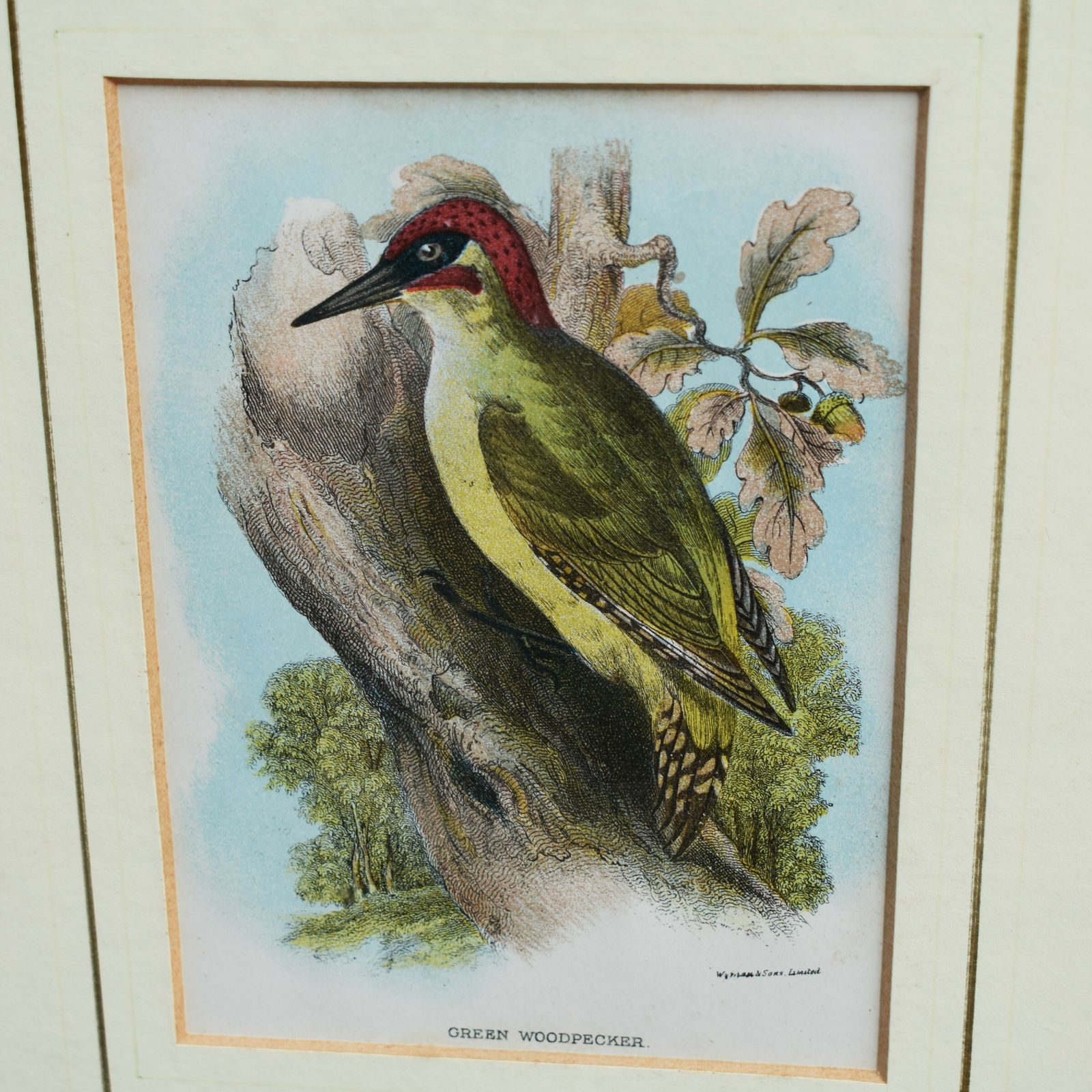 Antique Wyman & Sons Pheasant Birds Hand Tinted Book Plate Prints Set Of Four photo vintage