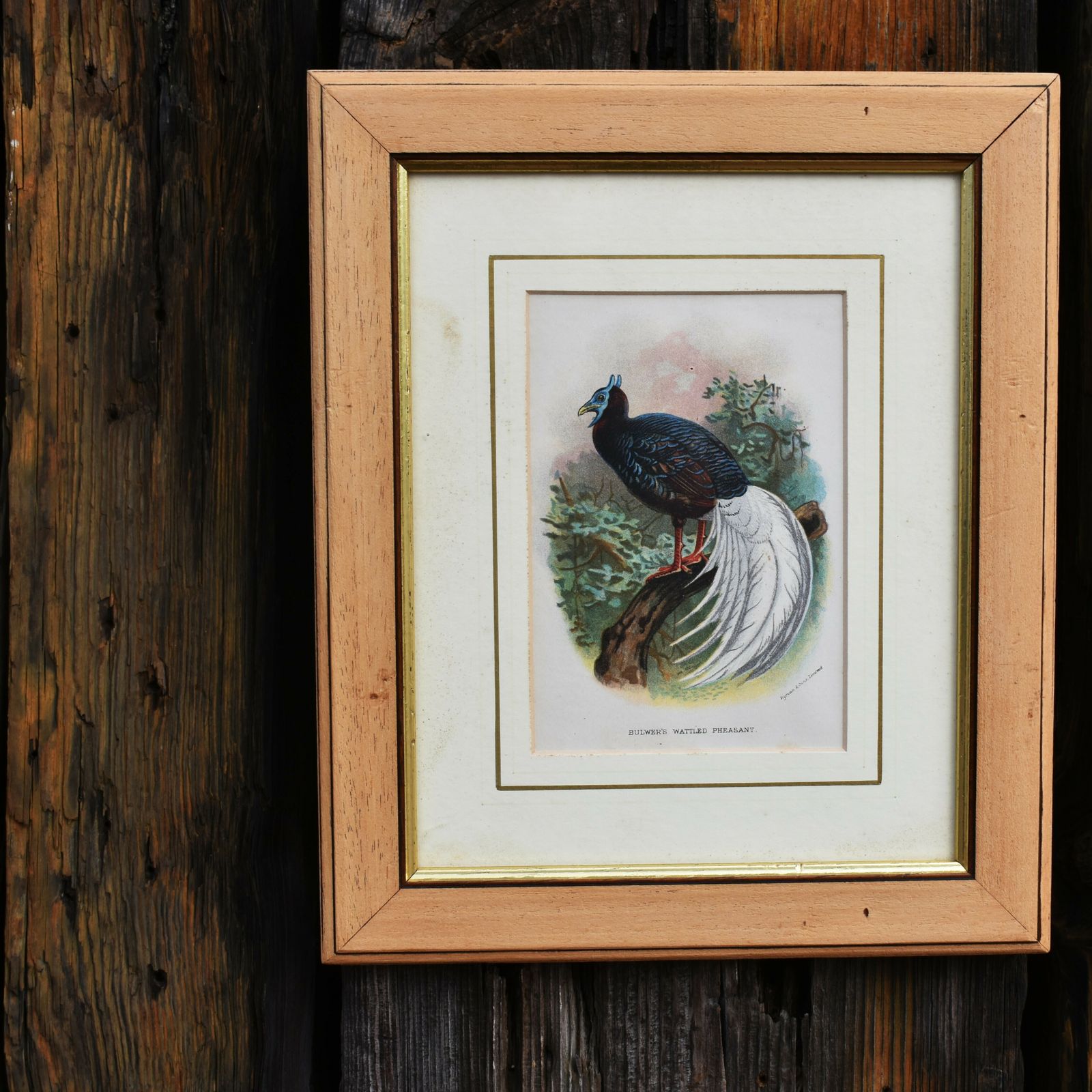 145.0 Antique Wyman & Sons Pheasant Birds Hand Tinted Book Plate Prints Set Of Four photo