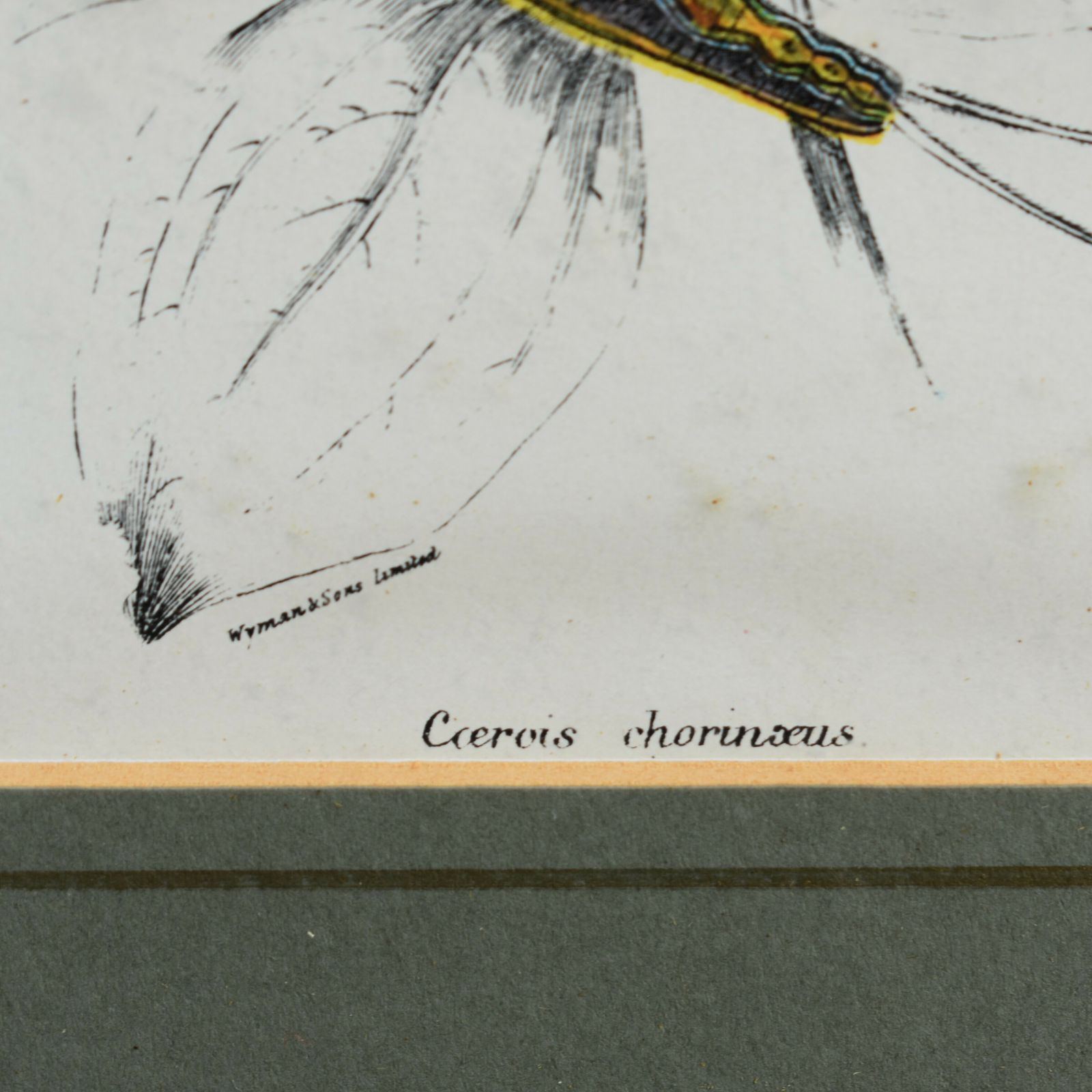 Antique Wyman & Sons Butterfly Lepidopterist Hand Tinted Book Plate Framed Print photo 75.0