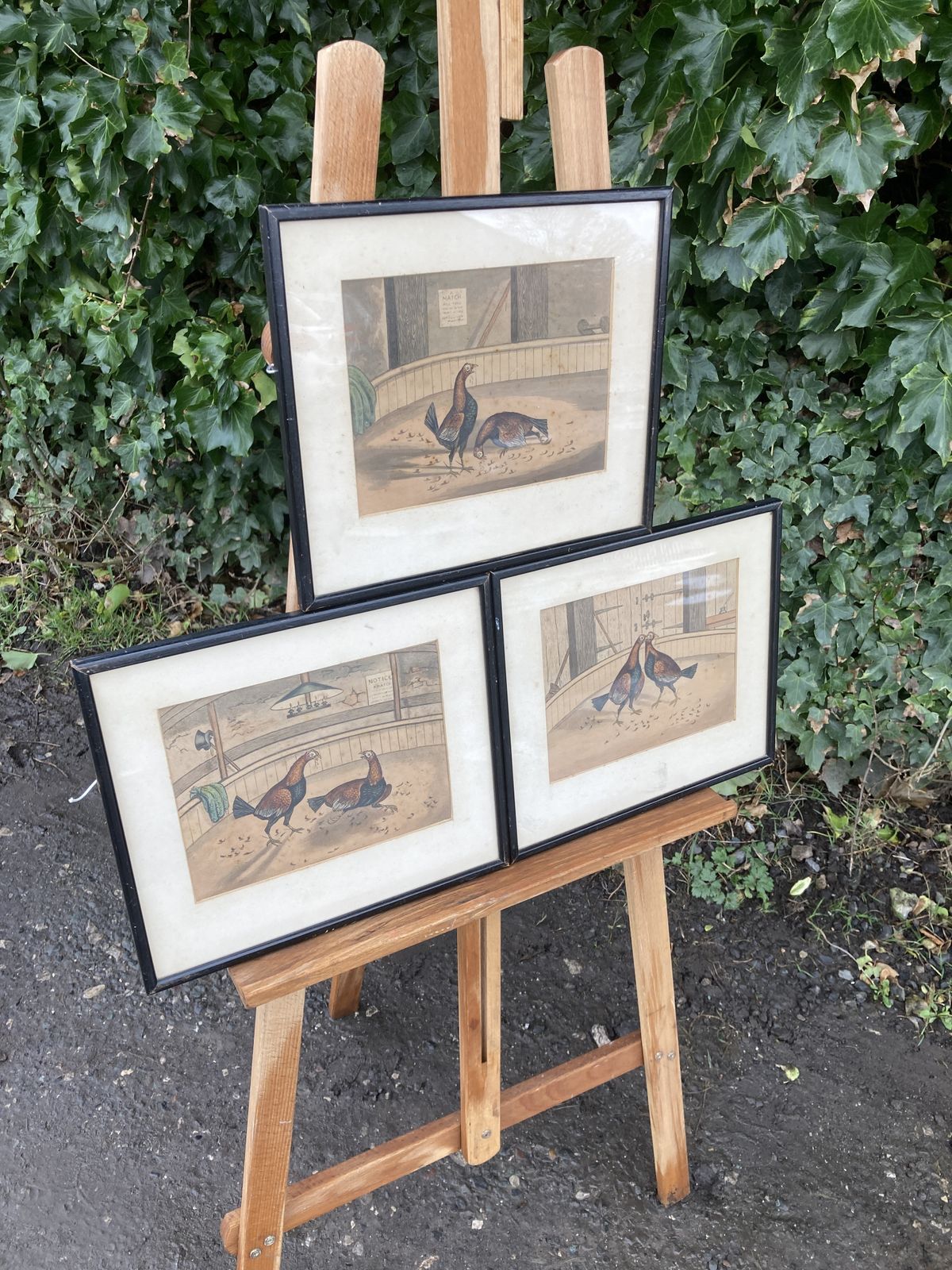 Set Of 3 Coloured Victorian Cock Fighting Bird Prints In Frames photo vinterior