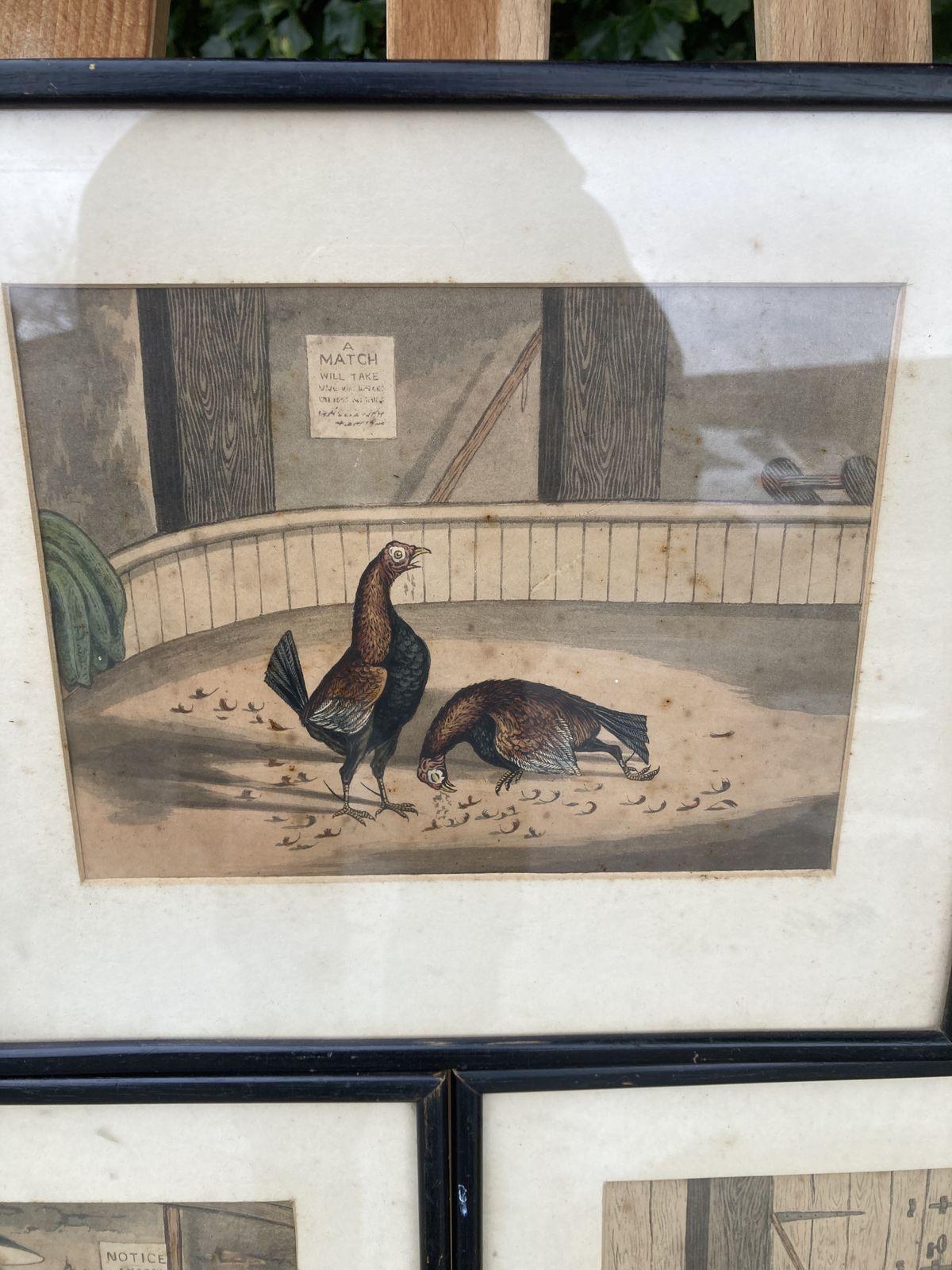 photo furniture Set Of 3 Coloured Victorian Cock Fighting Bird Prints In Frames
