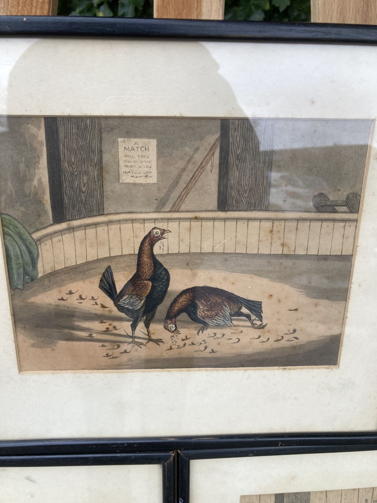 photo for sale Set Of 3 Coloured Victorian Cock Fighting Bird Prints In Frames