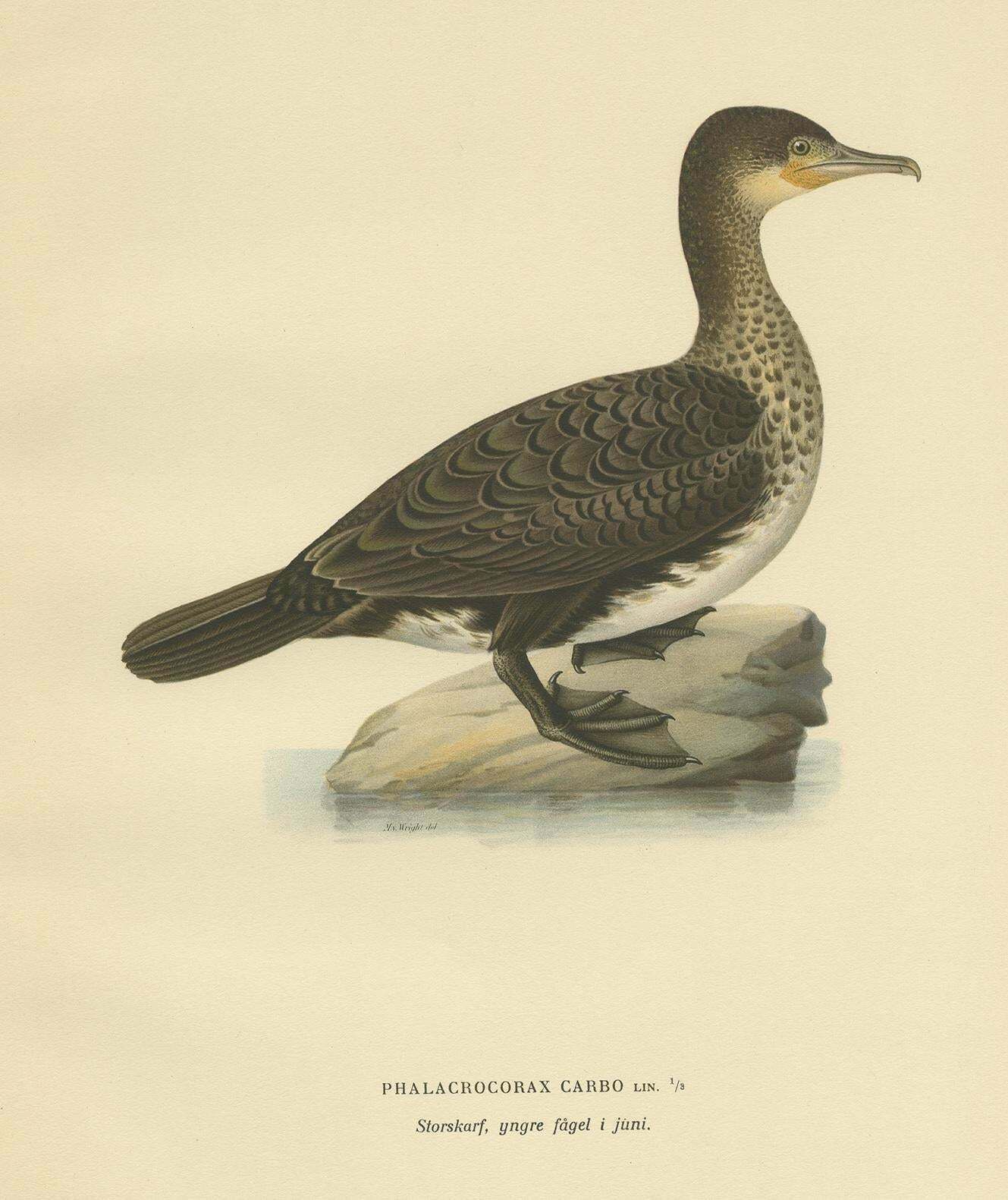 Antique Bird Print Of A Young Great Cormorant By Von Wright, 1929 photo furniture