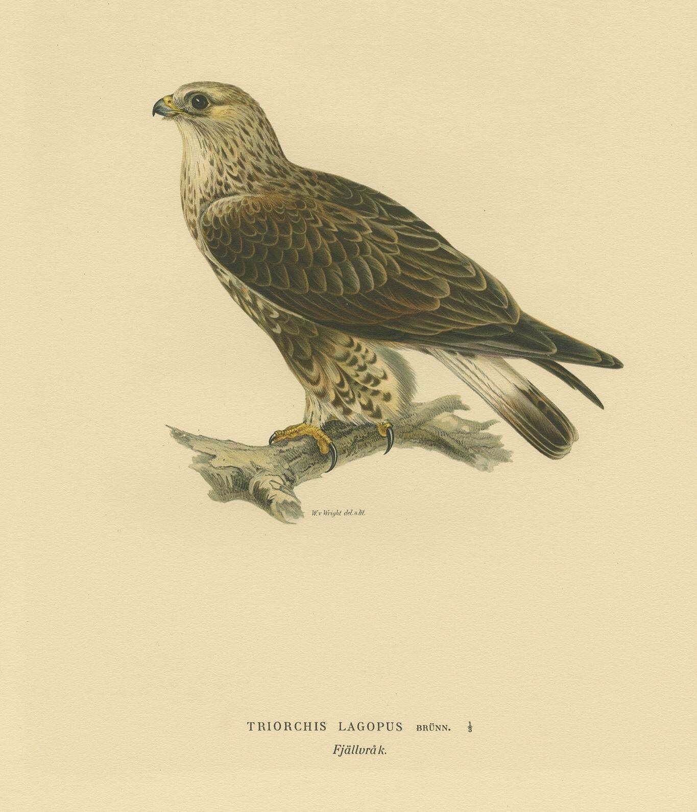 Antique Bird Print Of The Rough Legged Hawk By Von Wright '1917' photo Art
