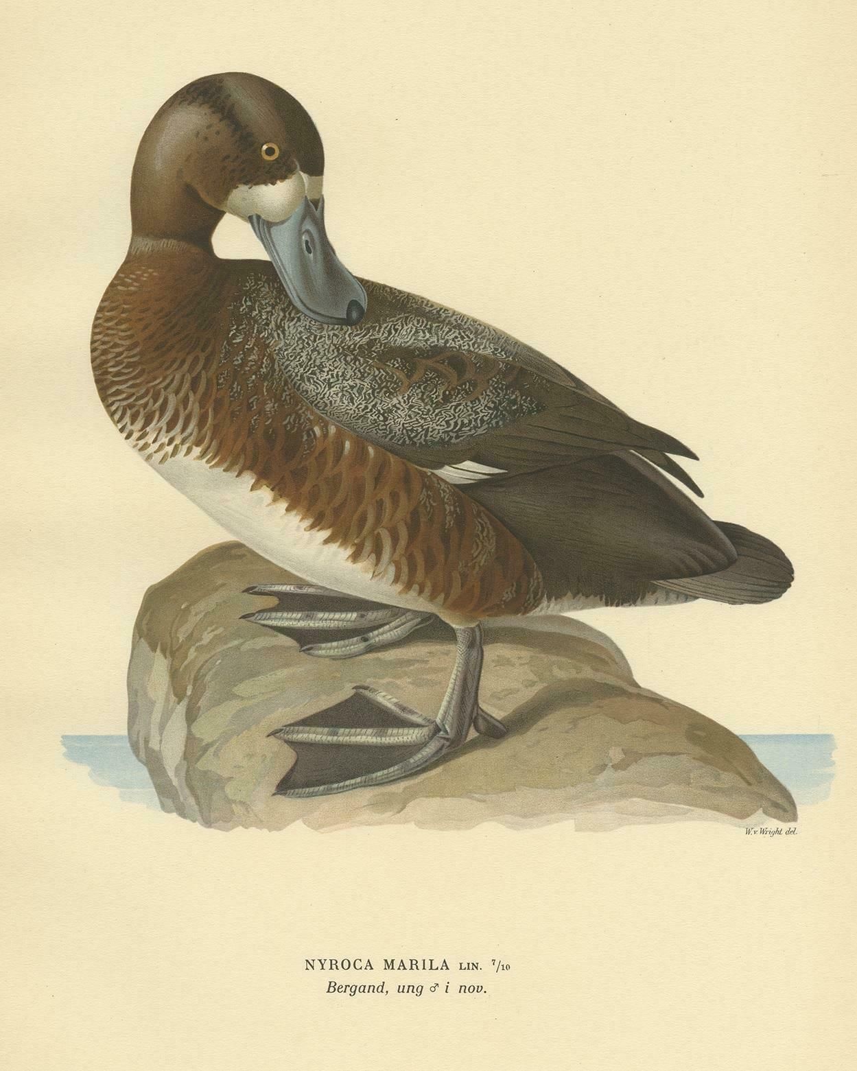 Antique Bird Print Of The Male Greater Scaup By Von Wright, 1929 photo furniture