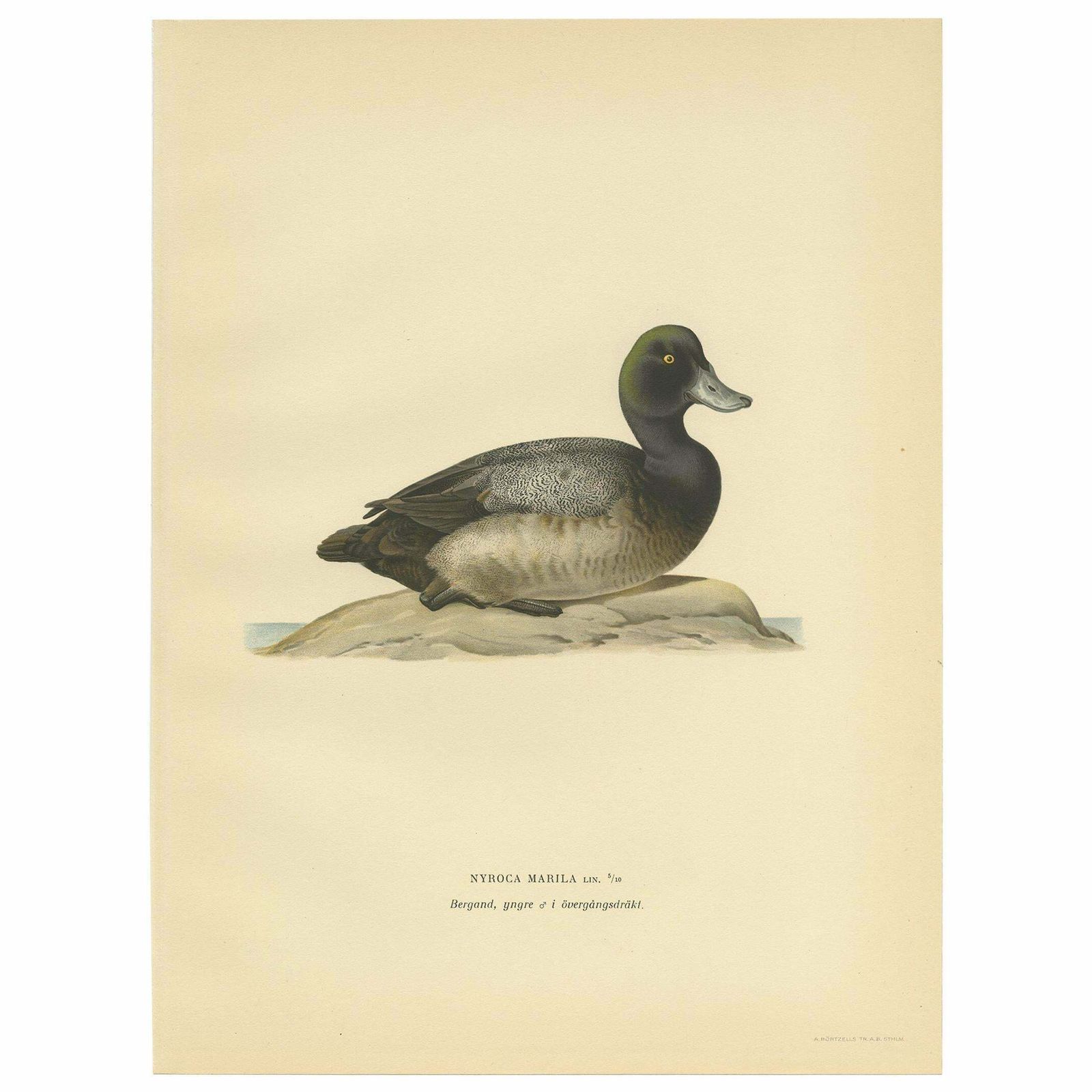 Antique Bird Print Of A Young Greater Scaup By Von Wright, 1929