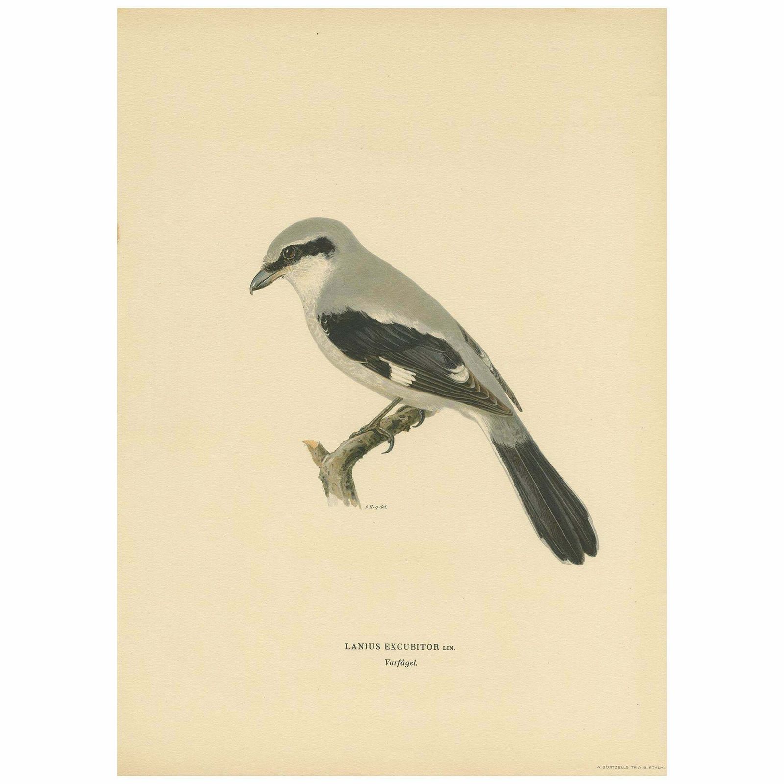 Antique Bird Print Of The Great Grey Shrike By Von Wright, 1927