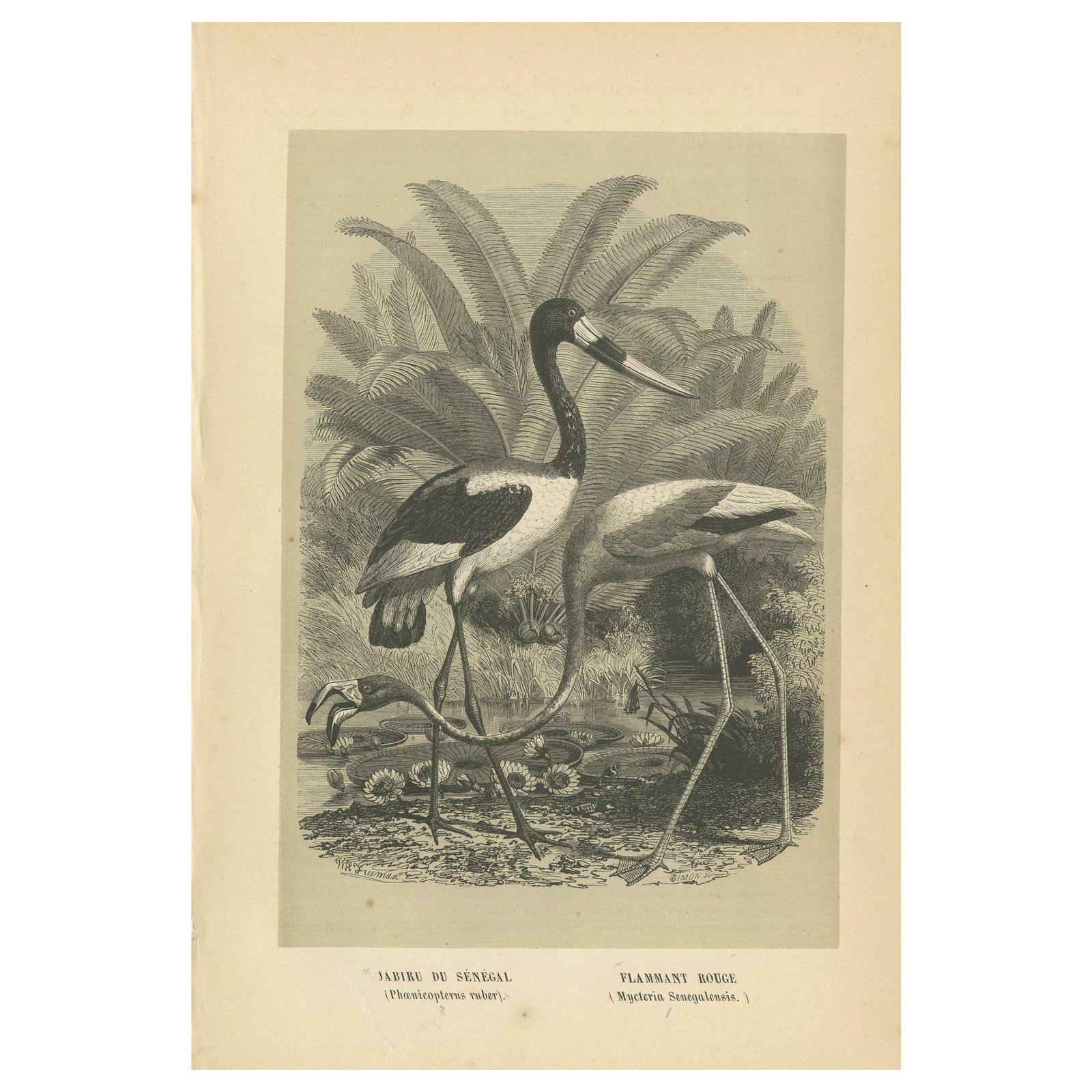 Antique Bird Print Of A Saddle Billed Stork And American Flamingo '1853'