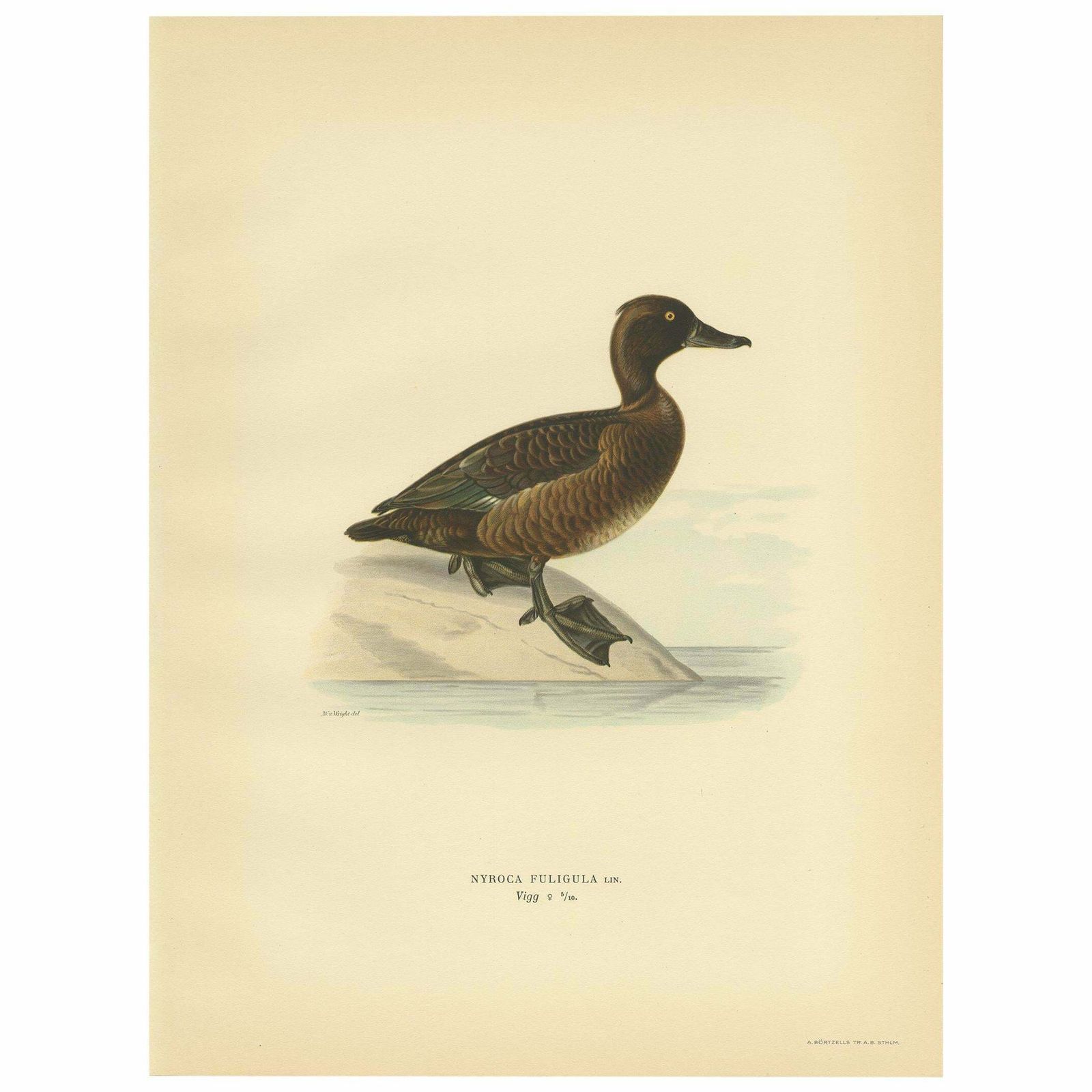 Antique Bird Print Of The Female Tufted Duck By Von Wright, 1929