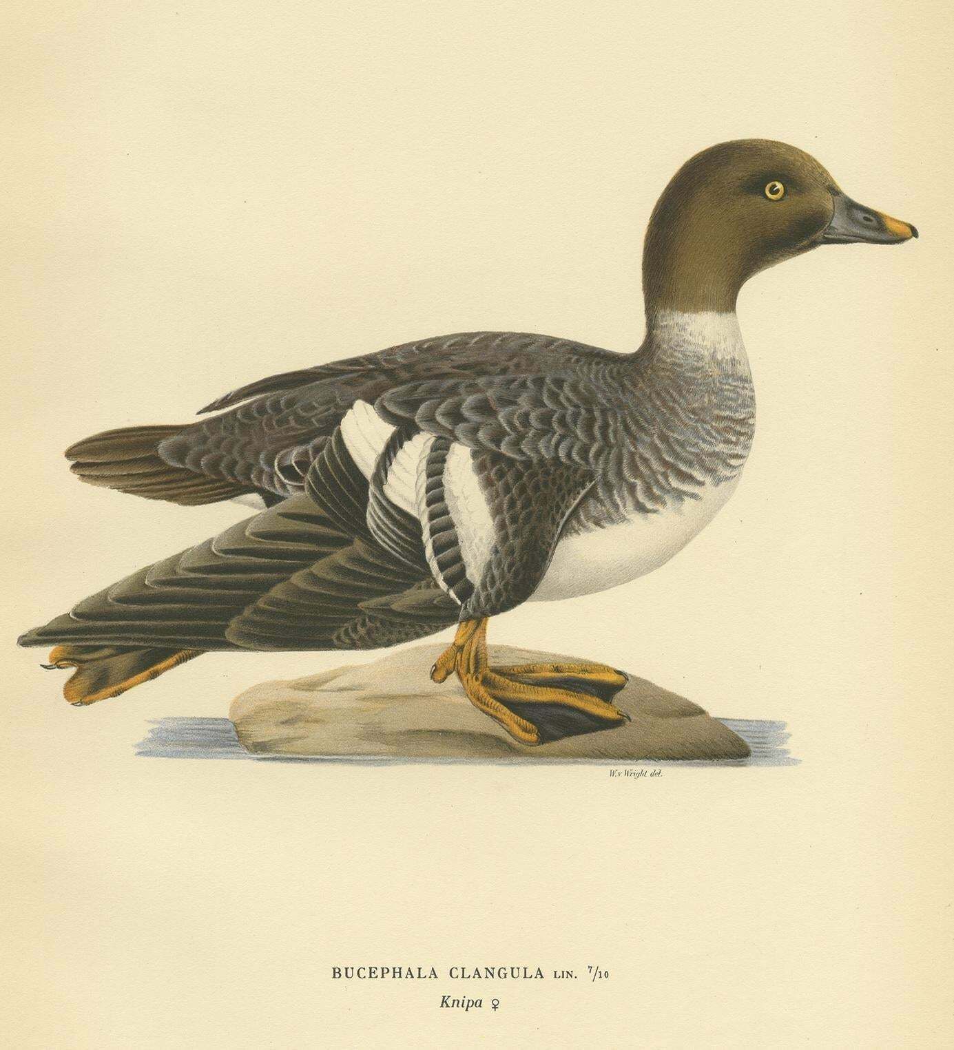Antique Bird Print Of A Female Common Goldeneye By Von Wright, 1929 photo for sale