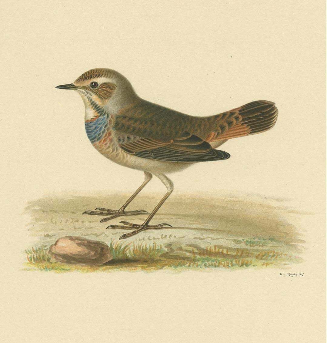 Antique Bird Print Of The Bluethroat By Von Wright, 1927 photo Art