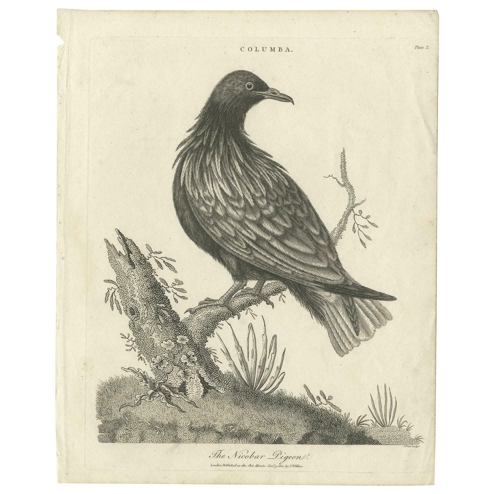 Antique Bird Print Of The Nicobar Pigeon By Wilkes, 1801
