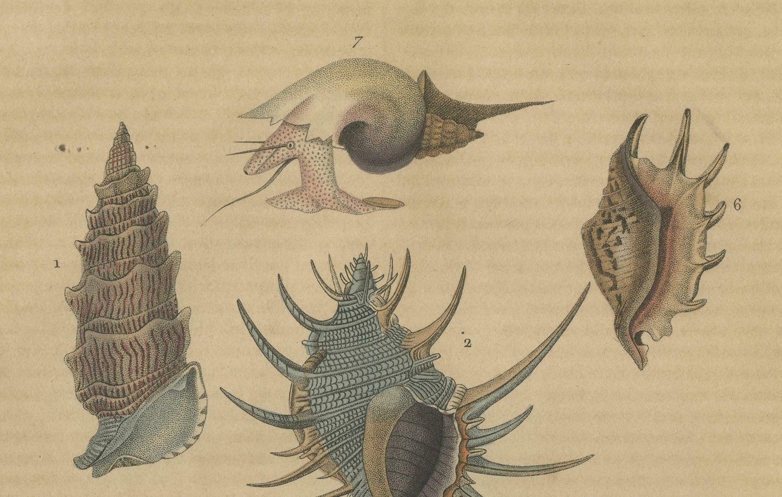 Aquatic Elegance: A 19th Century Portfolio Of Marine Gastropods, 1845 photo 120.0