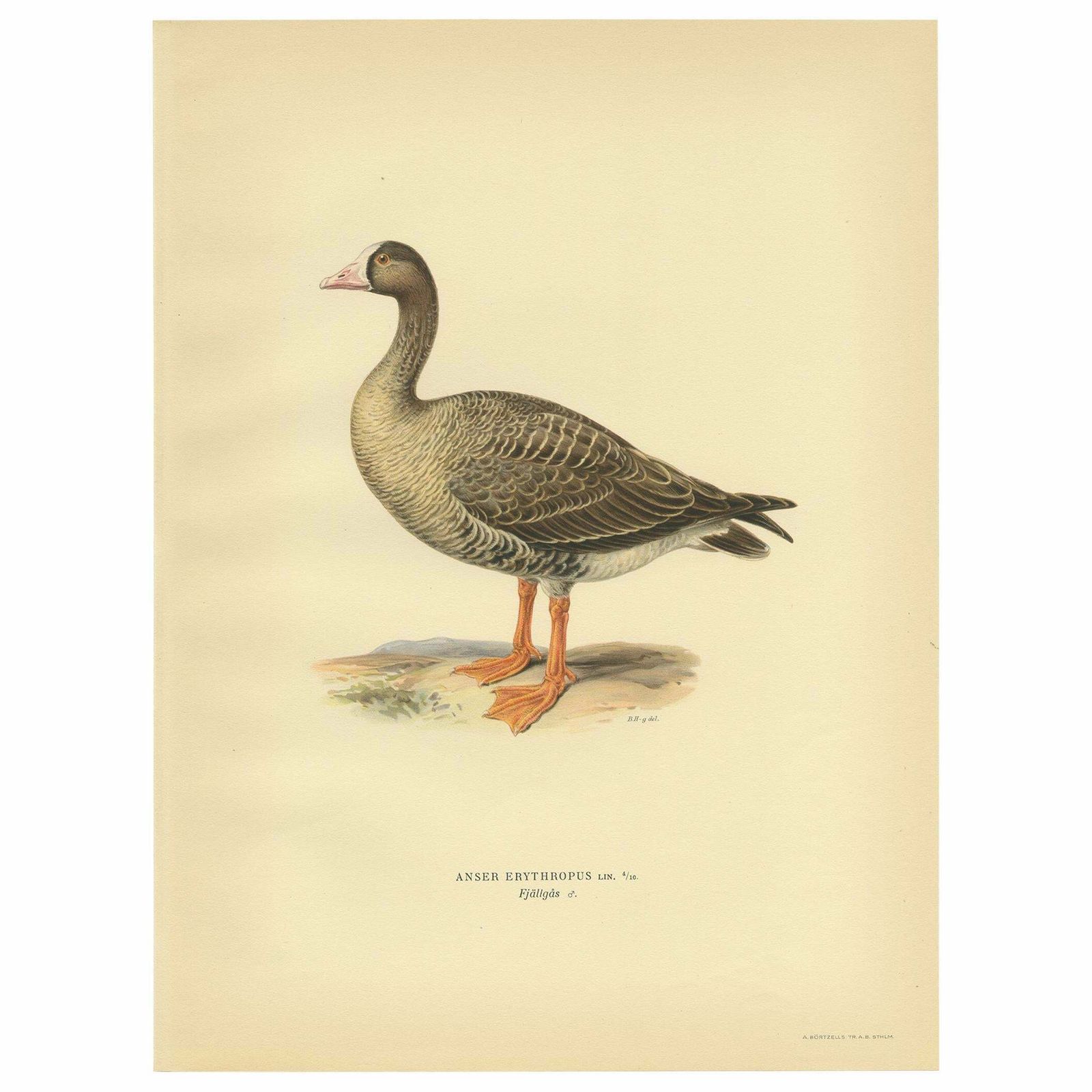 Antique Bird Print Of The Lesser White Fronted Goose By Von Wright, 1929