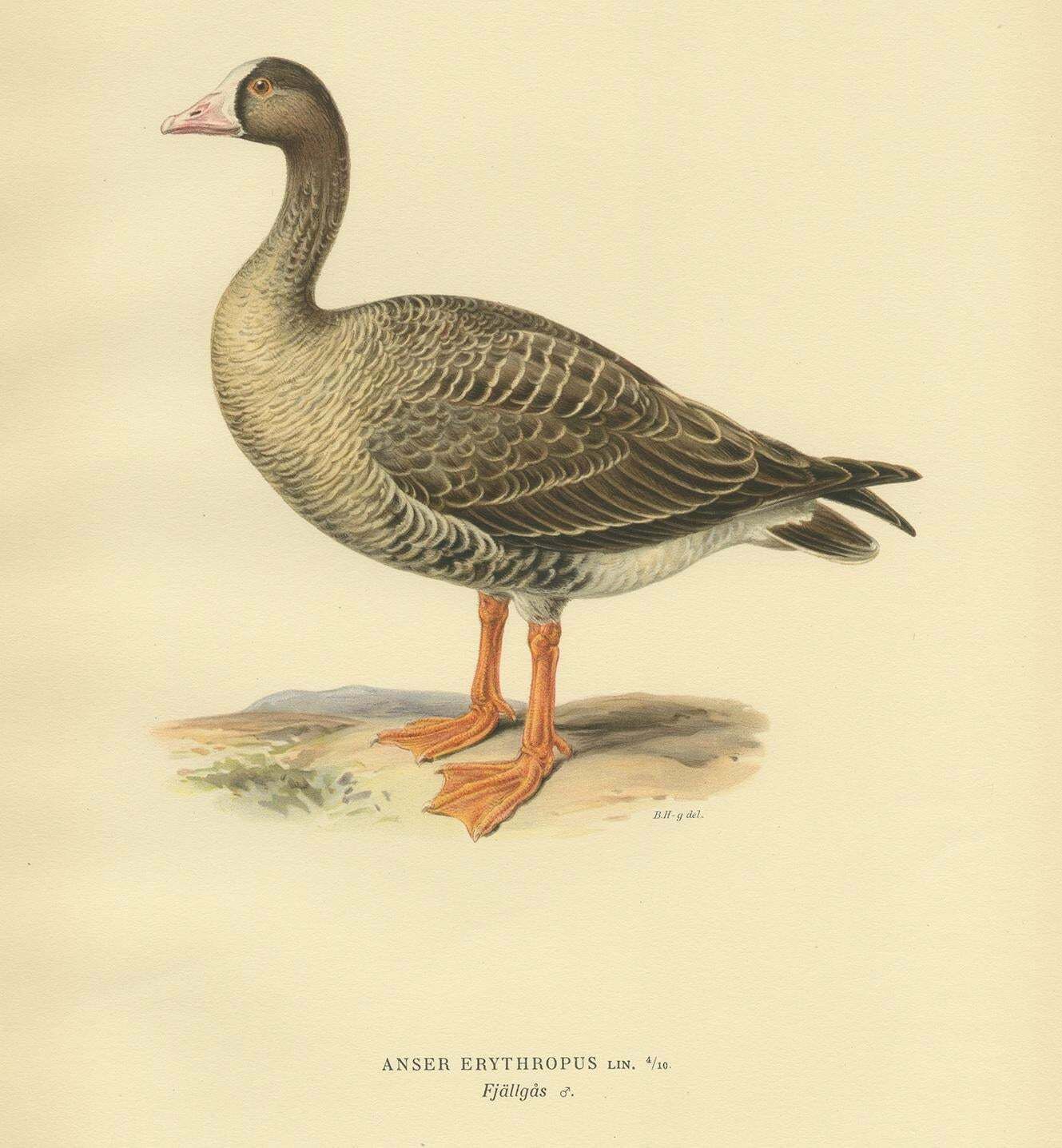 Antique Bird Print Of The Lesser White Fronted Goose By Von Wright, 1929 photo for sale