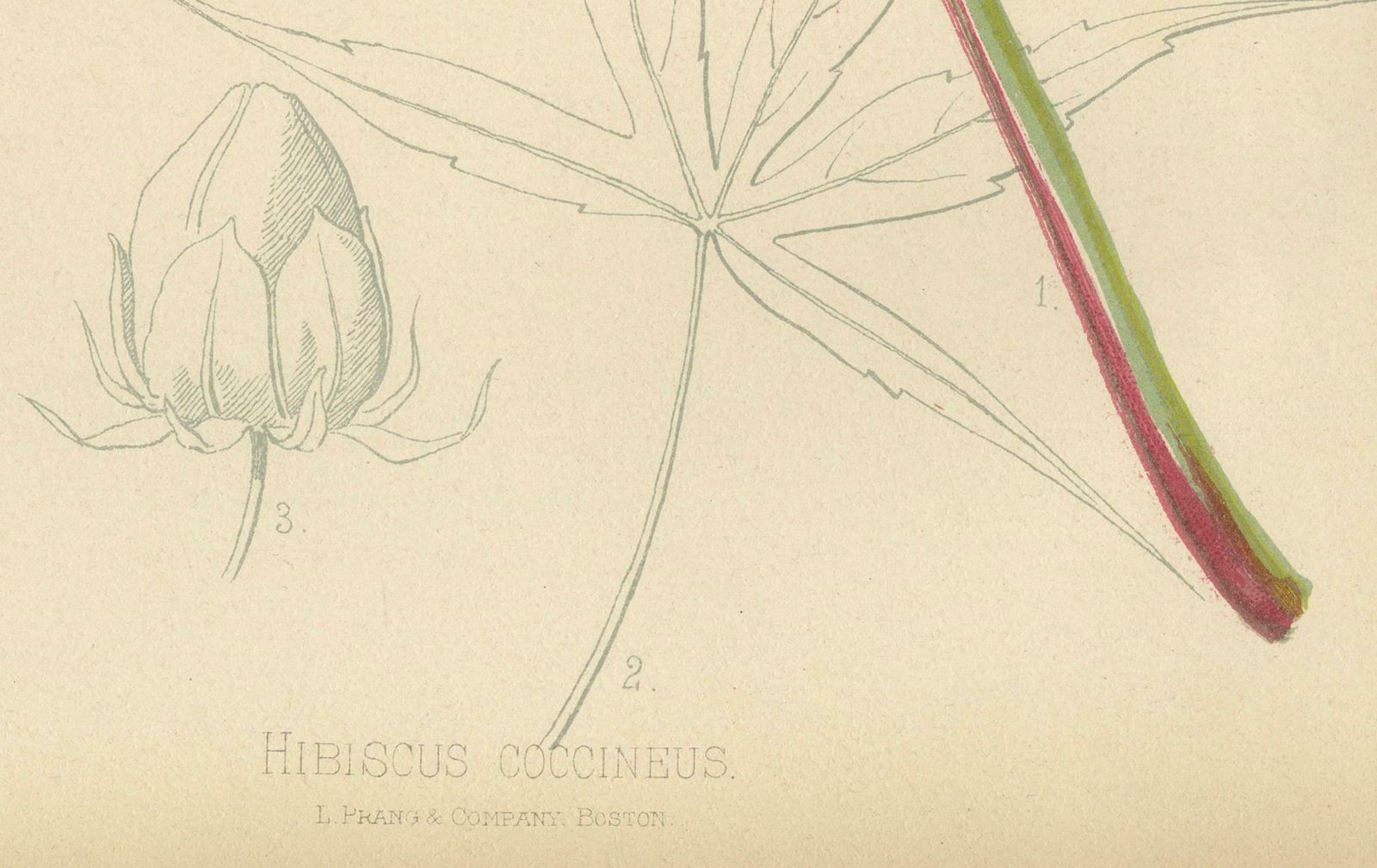 Scarlet Rosemallow From The Native Flowers And Ferns Of The United States, 1879 photo furniture