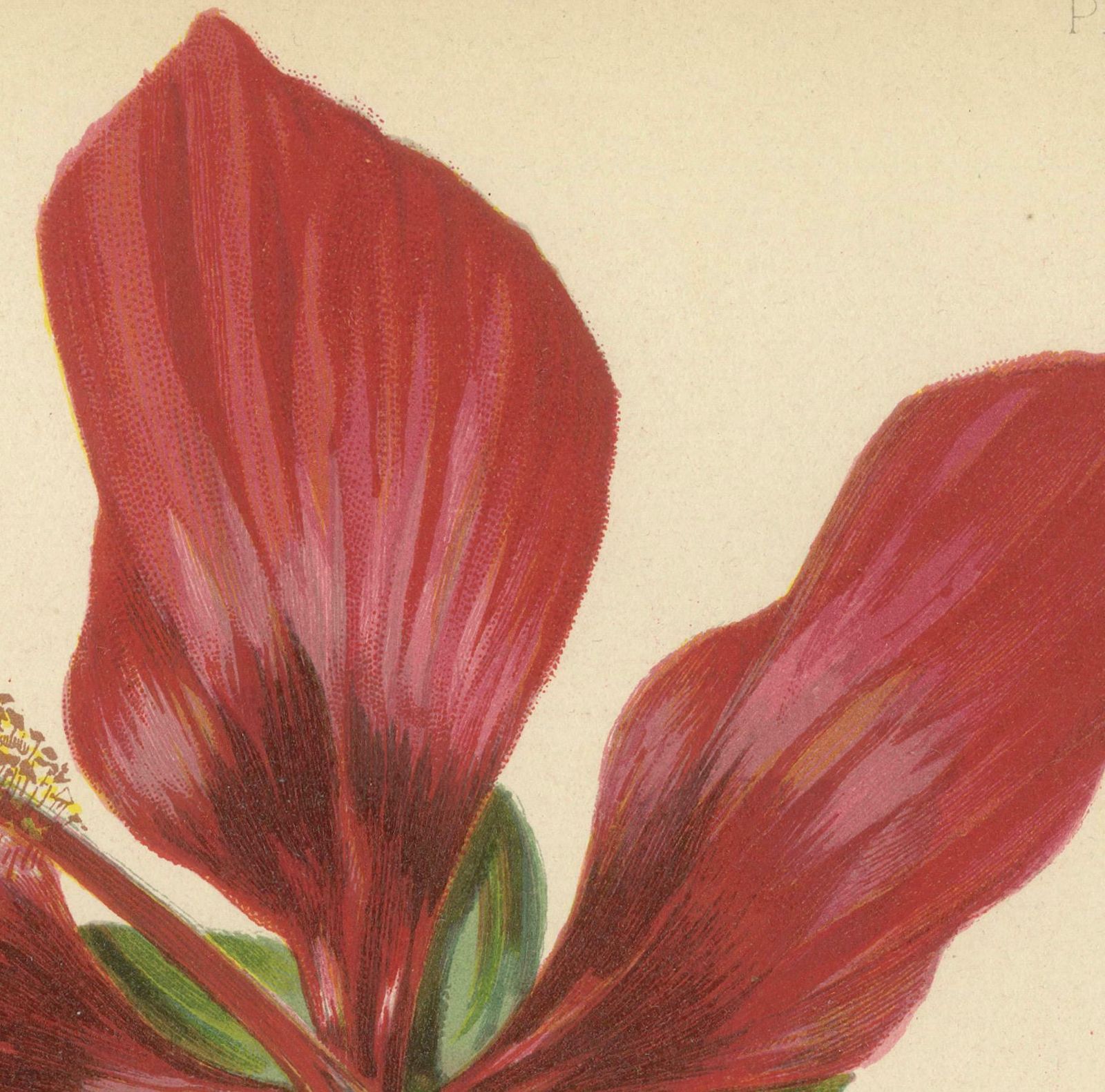 Scarlet Rosemallow From The Native Flowers And Ferns Of The United States, 1879 photo for sale