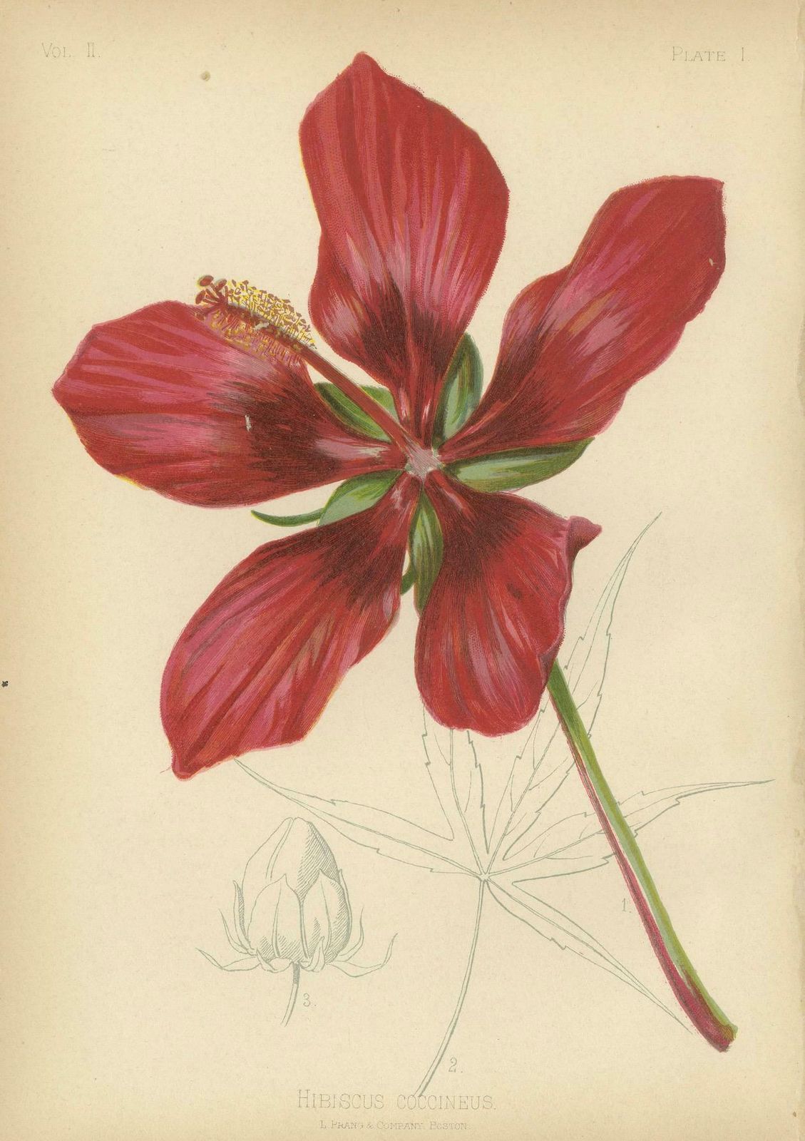 Scarlet Rosemallow From The Native Flowers And Ferns Of The United States, 1879 photo Art