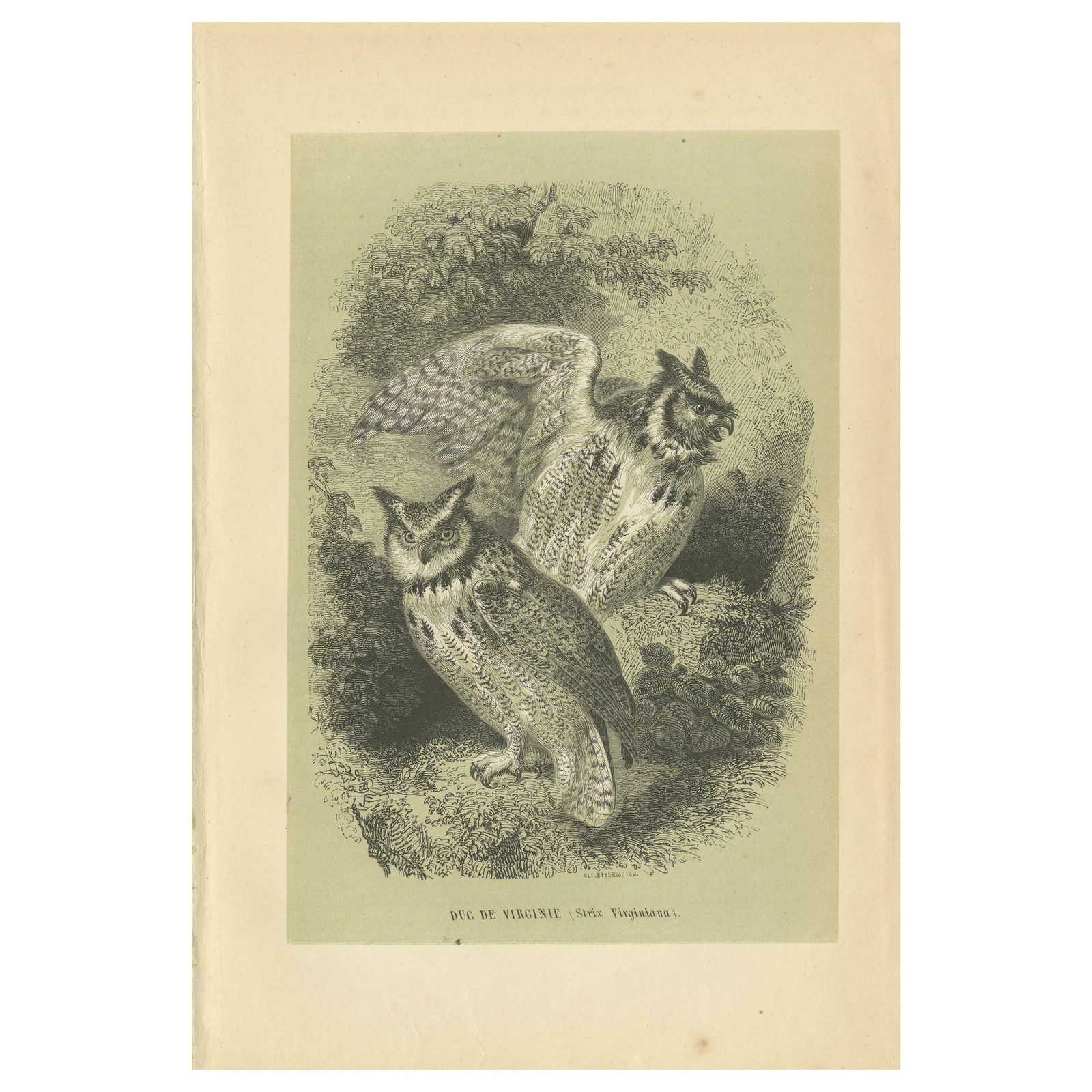 Antique Bird Print Of The Great Horned Owl, 1853
