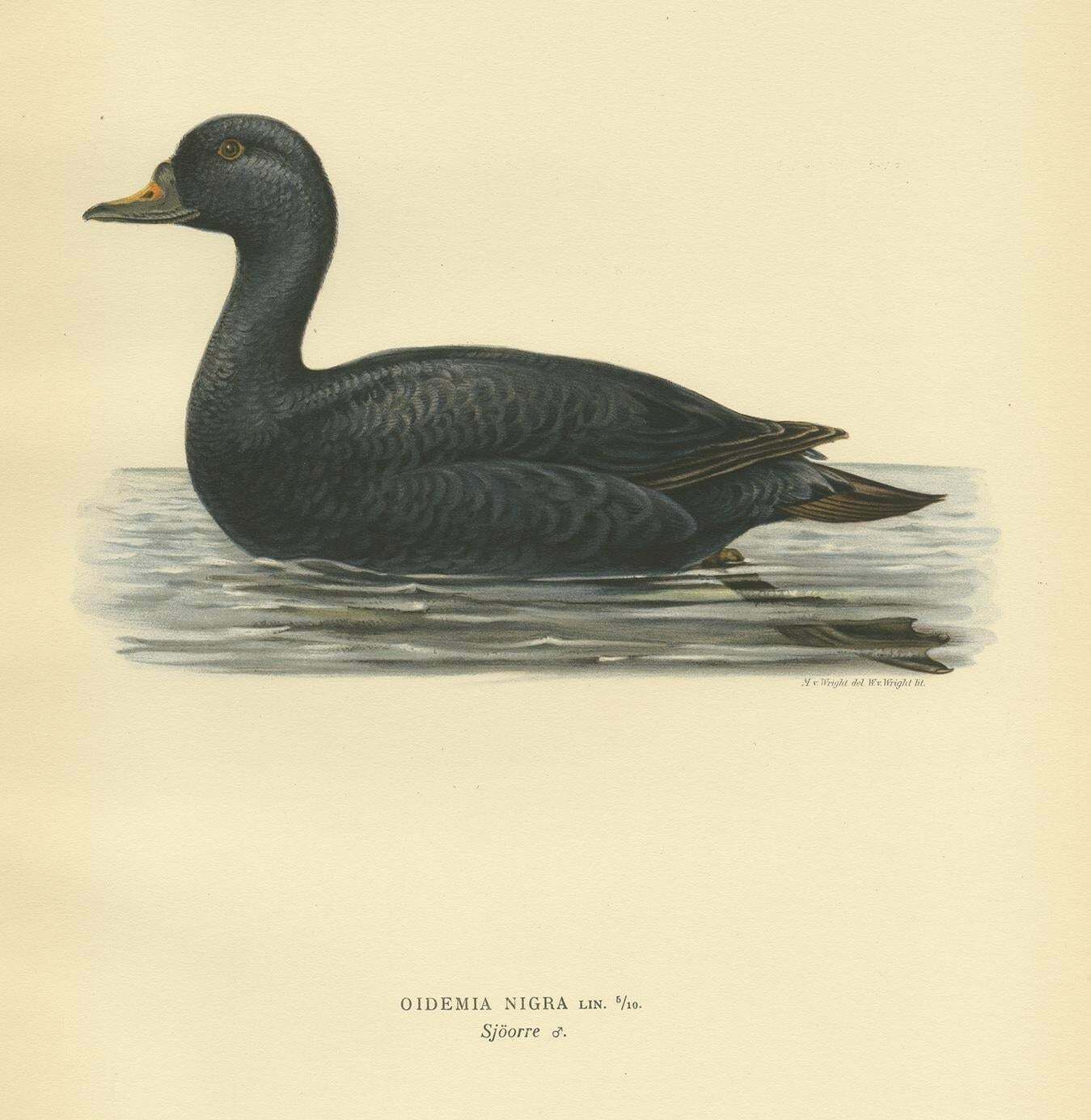 Antique Bird Print Of The Black Scoter By Von Wright, 1929 photo for sale
