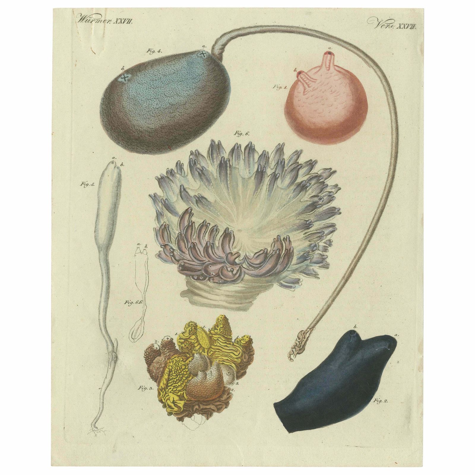 Antique Print Of Various Molluscs Including The Boltenia Ovifera
