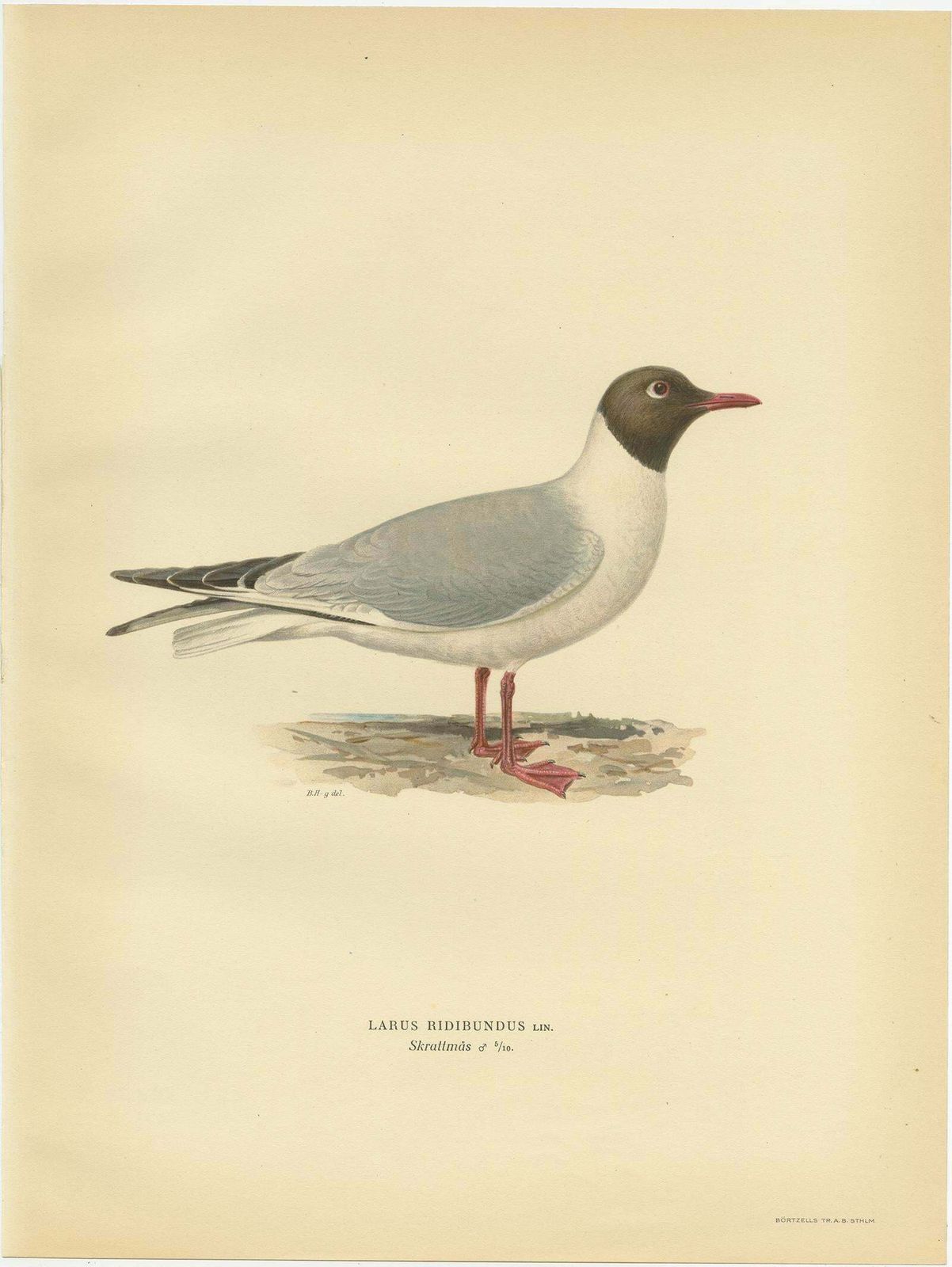 Antique Bird Print Of The Black Headed Gull 'Male' By Von Wright, 1929 photo for sale