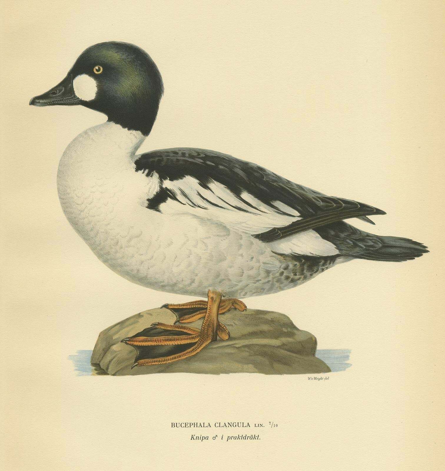 Antique Bird Print Of The Common Goldeneye By Von Wright, 1929 photo for sale