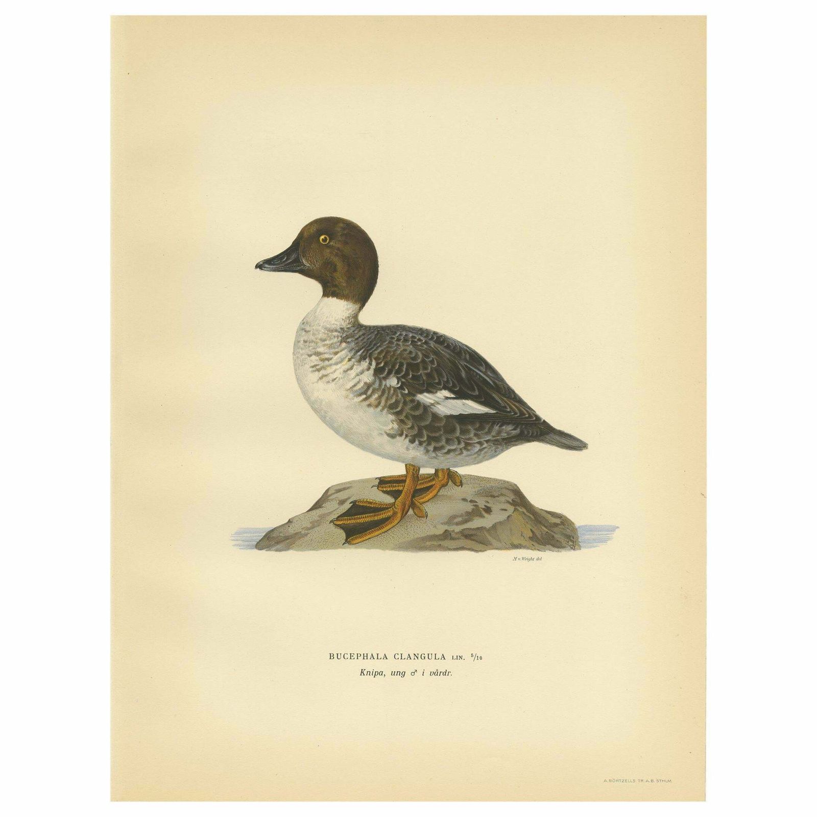Antique Bird Print Of A Male Common Goldeneye By Von Wright, 1929