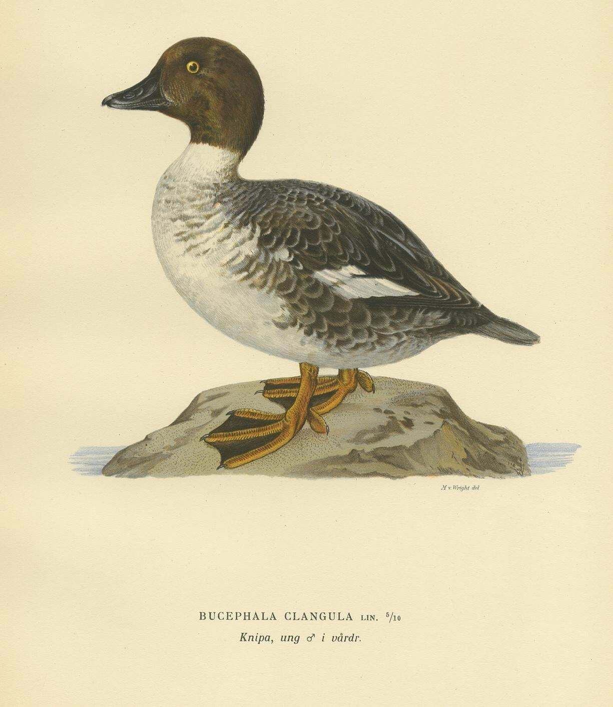 Antique Bird Print Of A Male Common Goldeneye By Von Wright, 1929 photo for sale