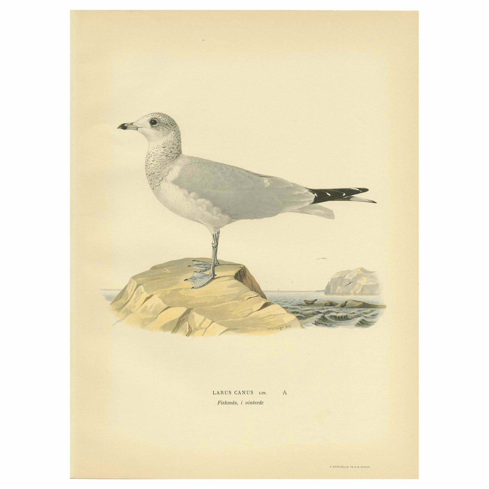 Antique Bird Print Of The Common Gull 'Winter' By Von Wright '1929'