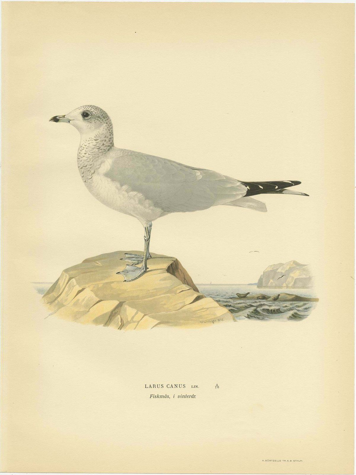 Antique Bird Print Of The Common Gull 'Winter' By Von Wright '1929' photo for sale