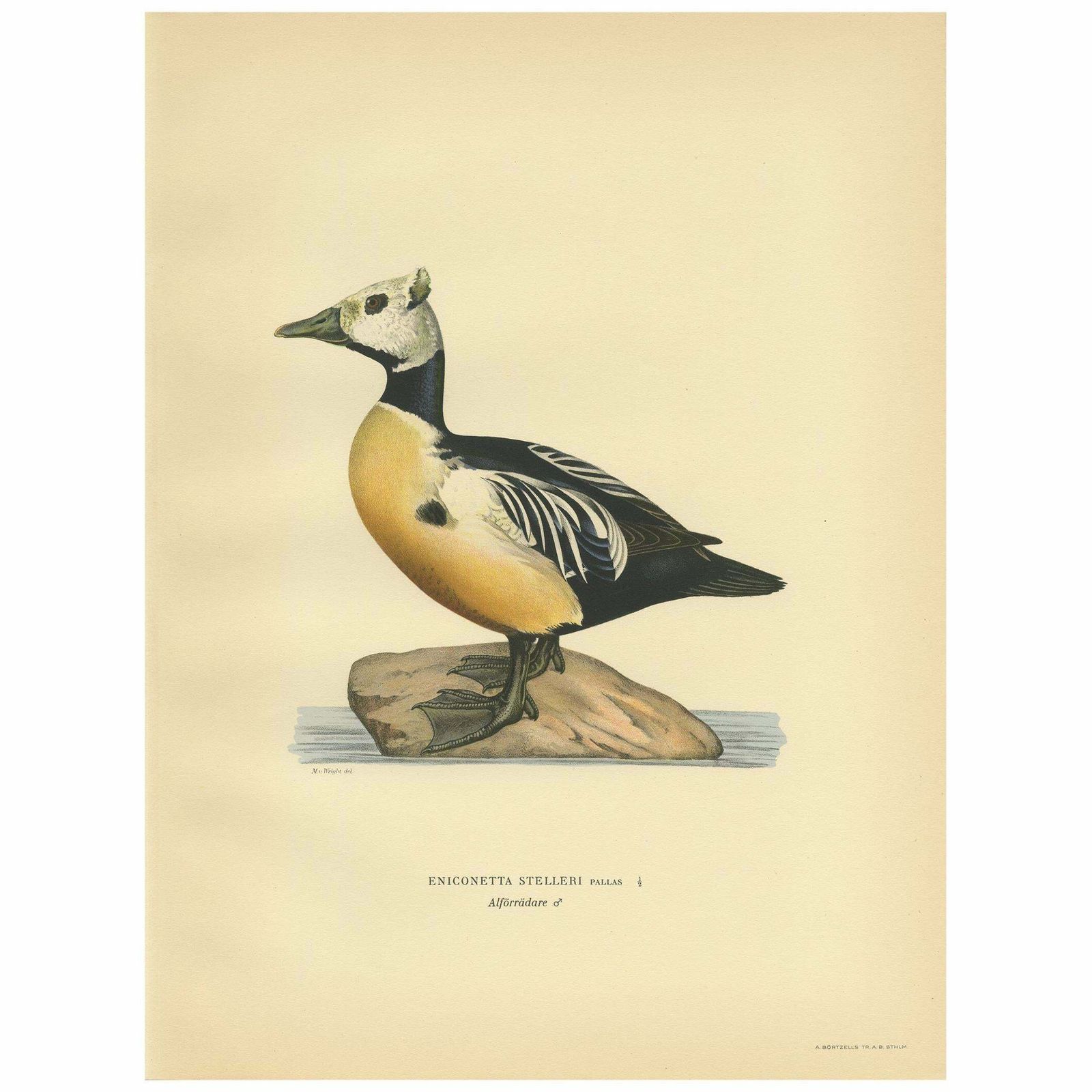 Antique Bird Print Of The Steller's Eider By Von Wright, 1929