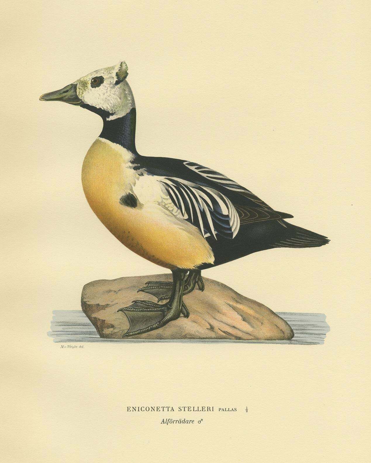 Antique Bird Print Of The Steller's Eider By Von Wright, 1929 photo for sale