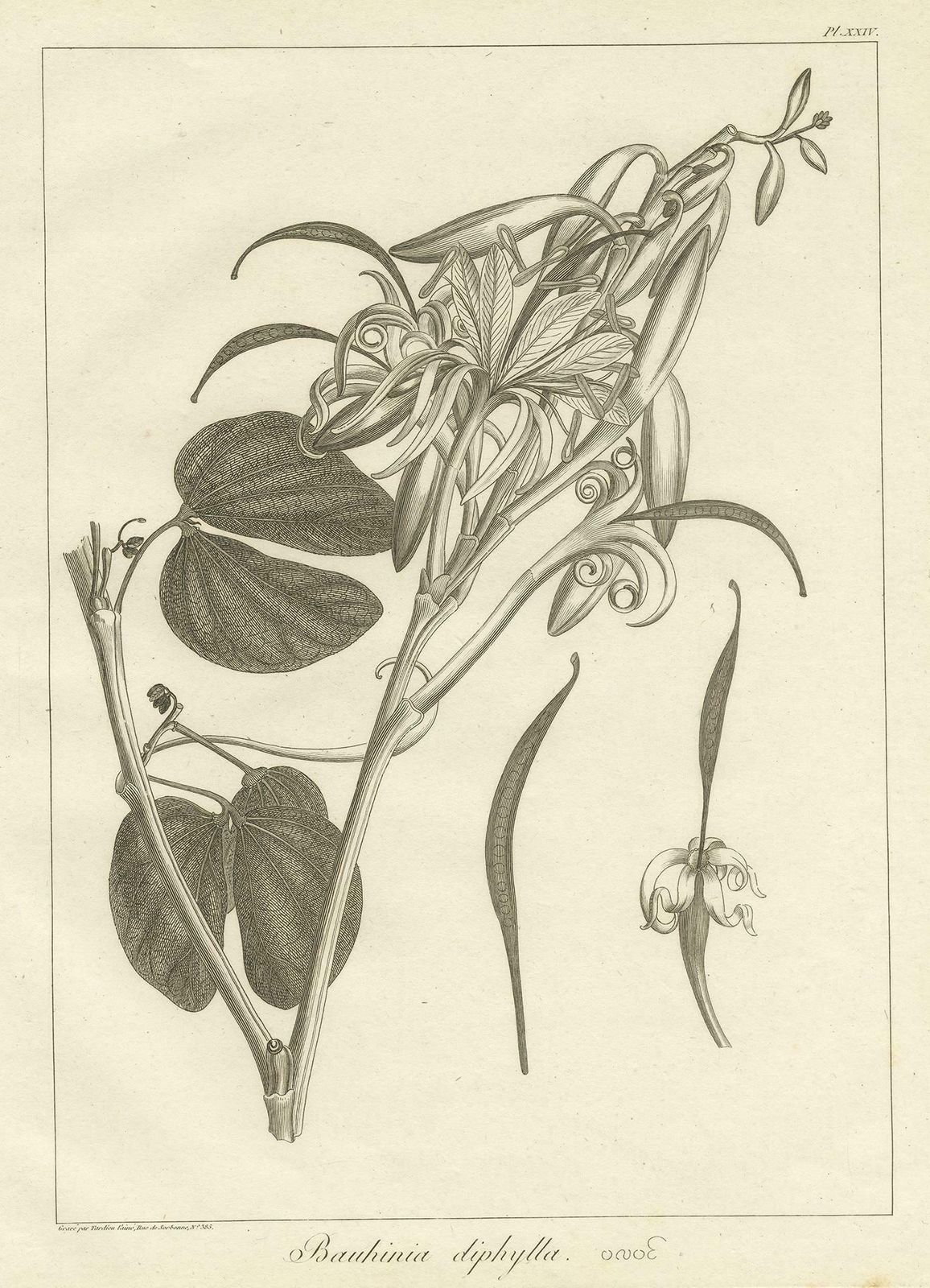 Antique Print Of The Bauhinia Diphylla Plant By Symes, 1800 photo furniture