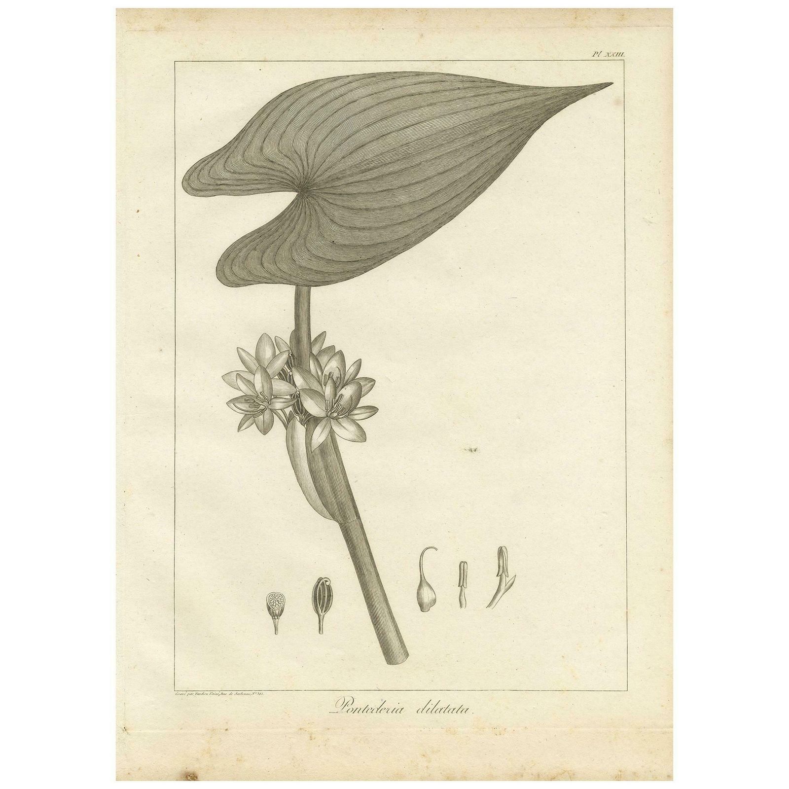 Antique Print Of The Royal Pickerel Plant By Symes, 1800