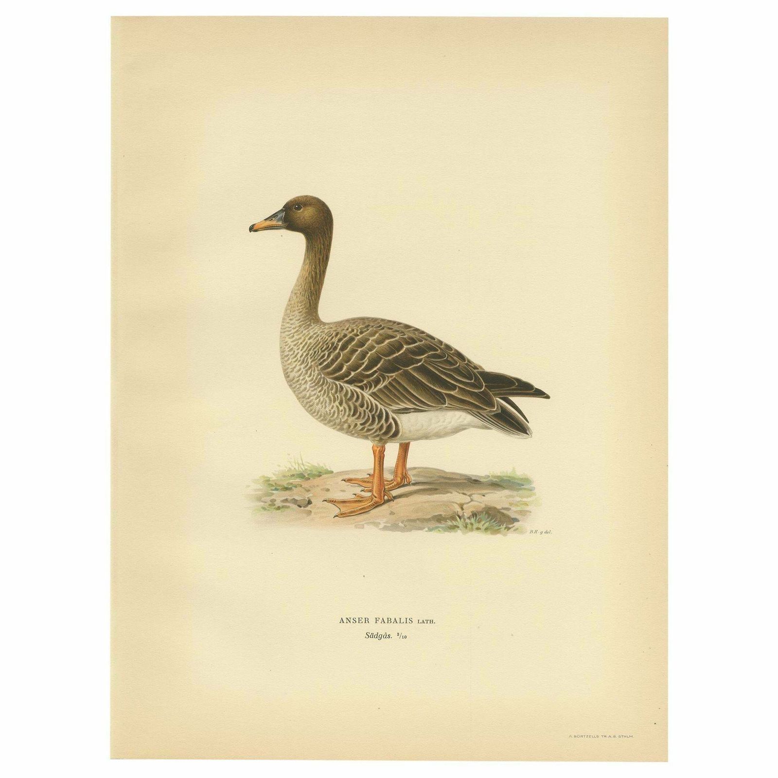 Antique Bird Print Of The Taiga Bean Goose By Von Wright, 1929
