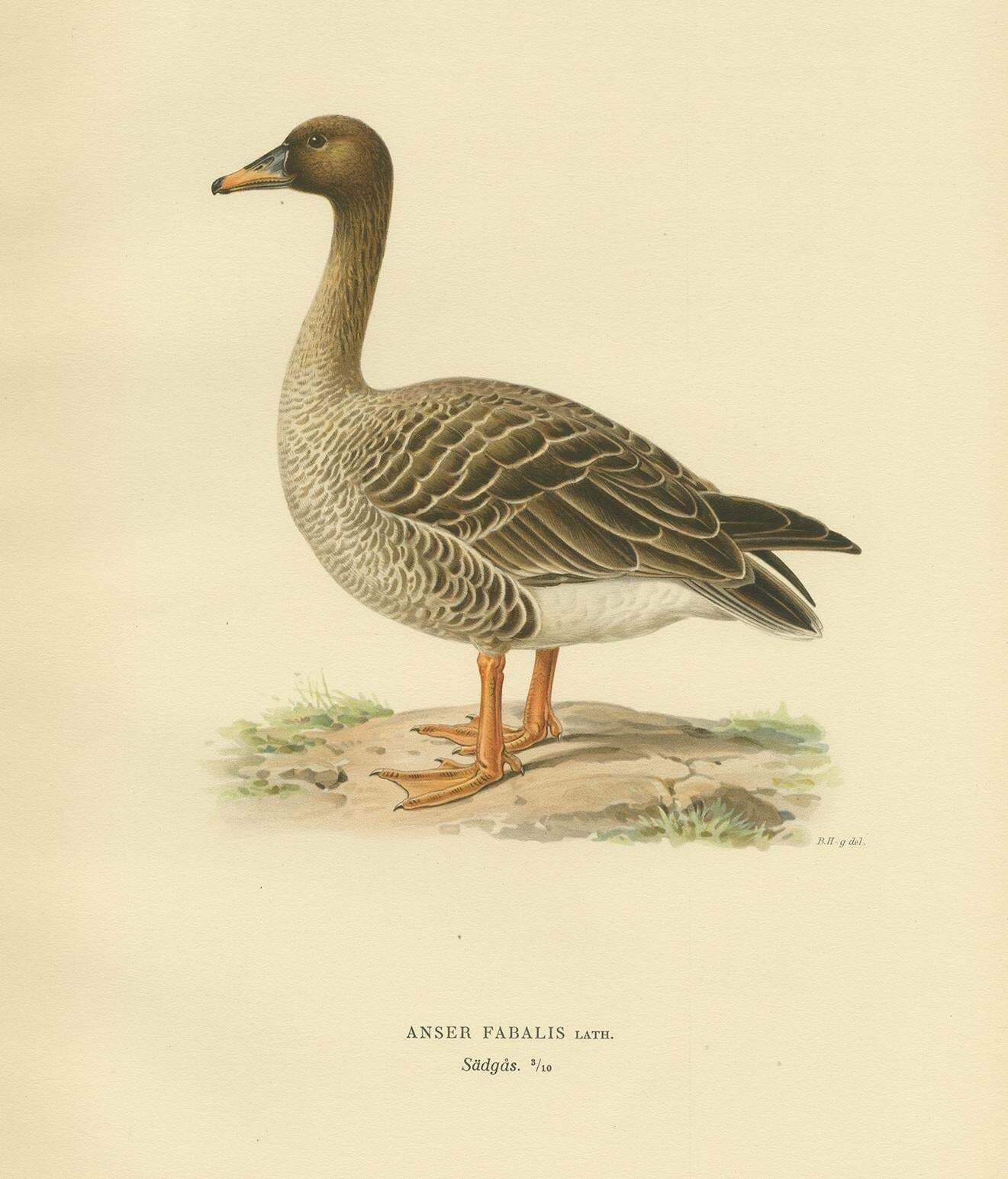 Antique Bird Print Of The Taiga Bean Goose By Von Wright, 1929 photo for sale