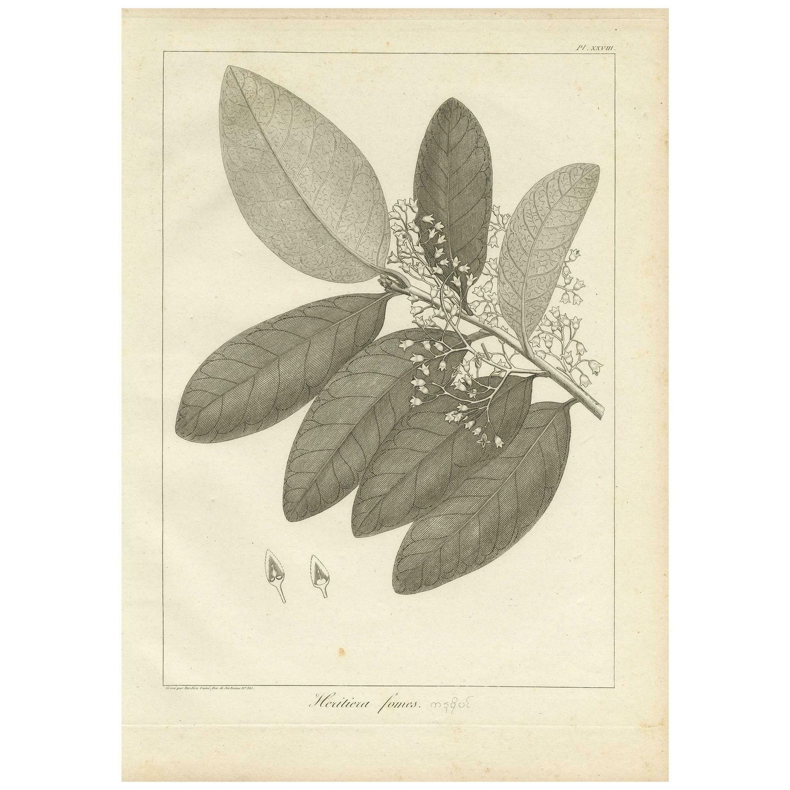 Antique Print Of The Heritiera Fomes Mangrove Tree By Symes, 1800