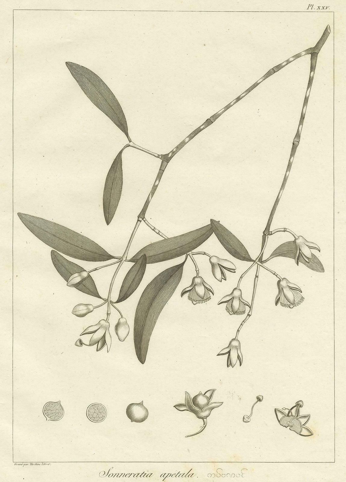 Antique Print Of The Mangrove Apple Plant By Symes, '1800' photo for sale